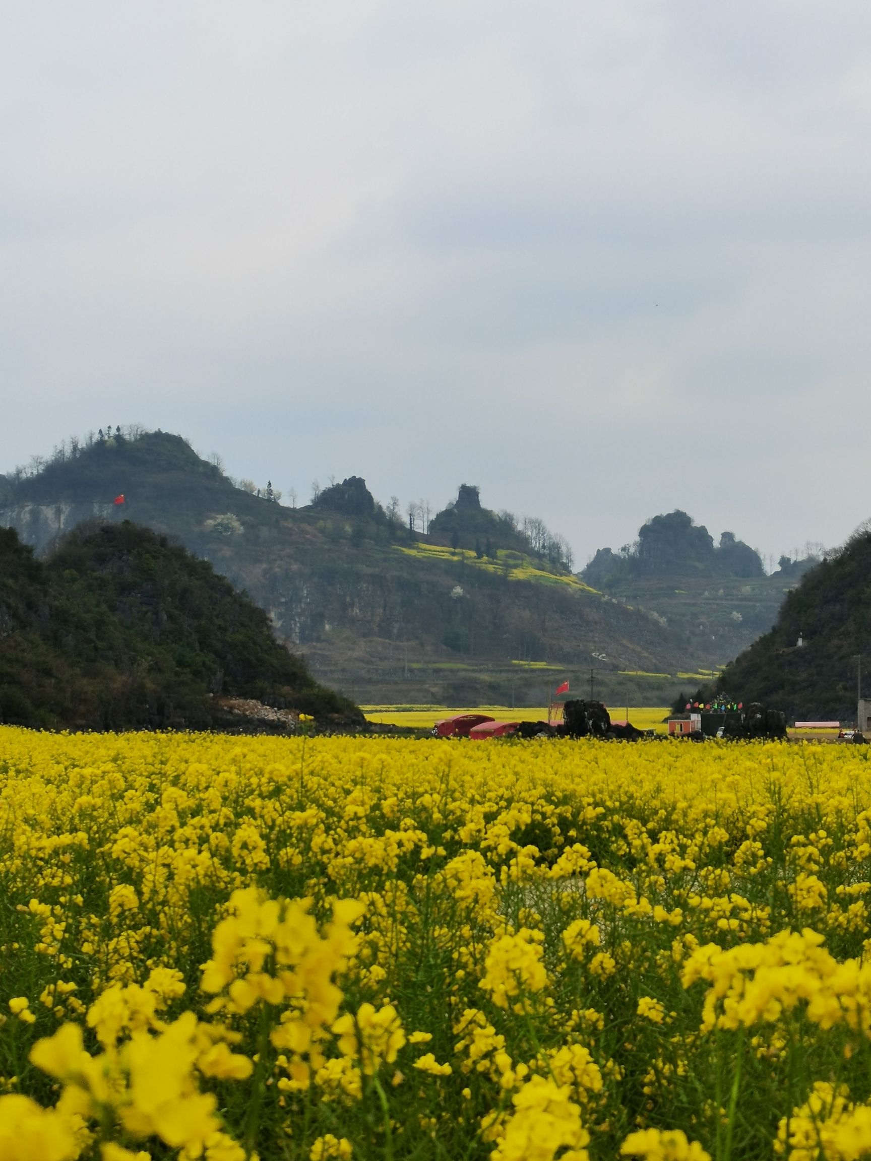 油菜花景区