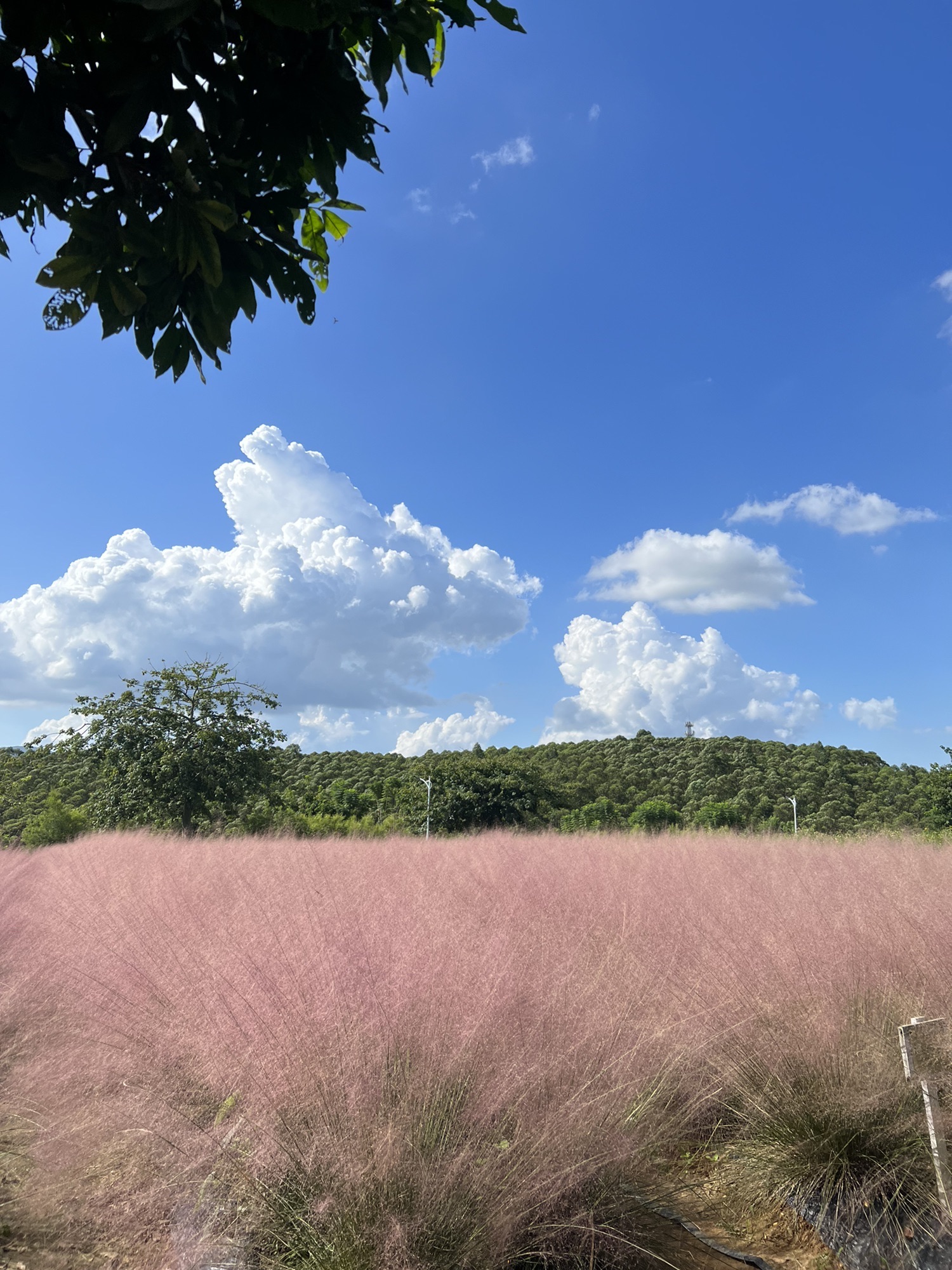 香草地风景区