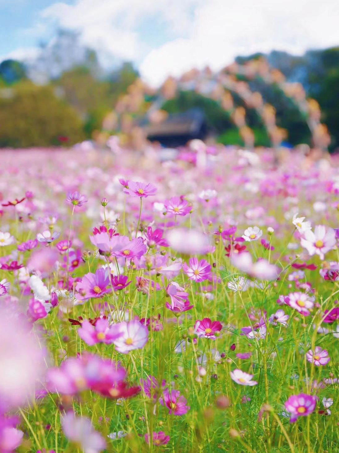 心景花海