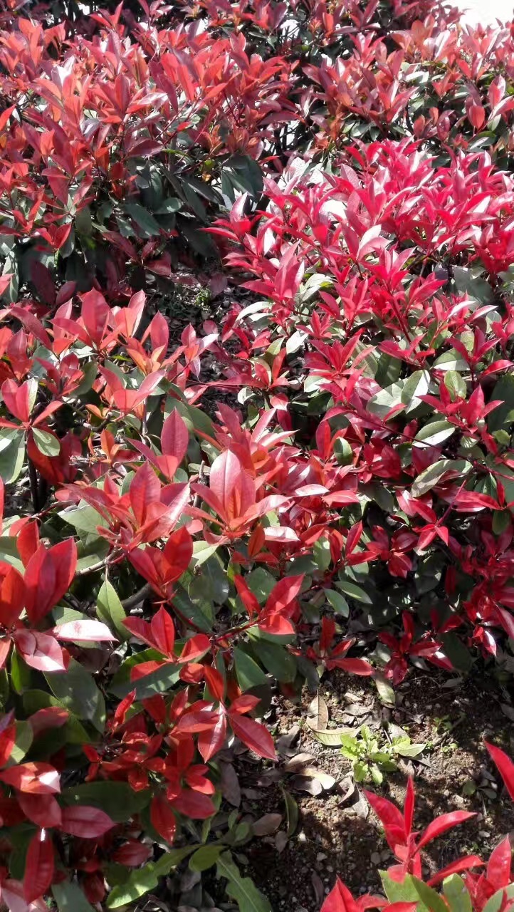 醴陵清水江桃花
