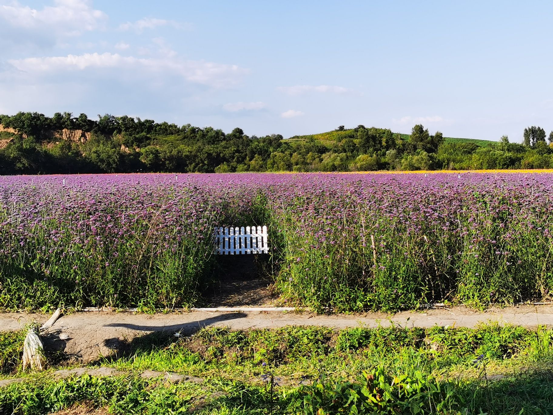 莲花山花海