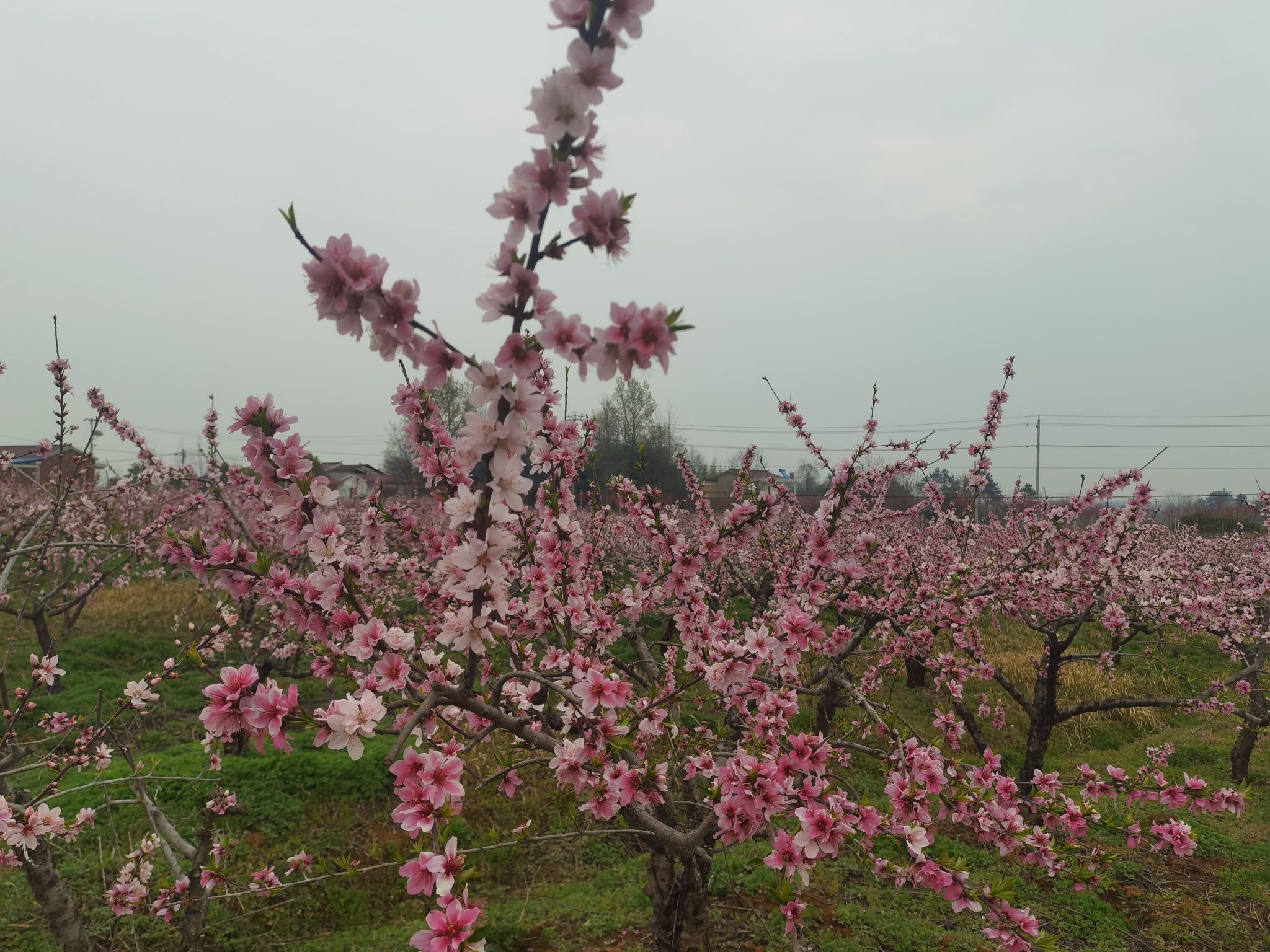 桃花仙谷