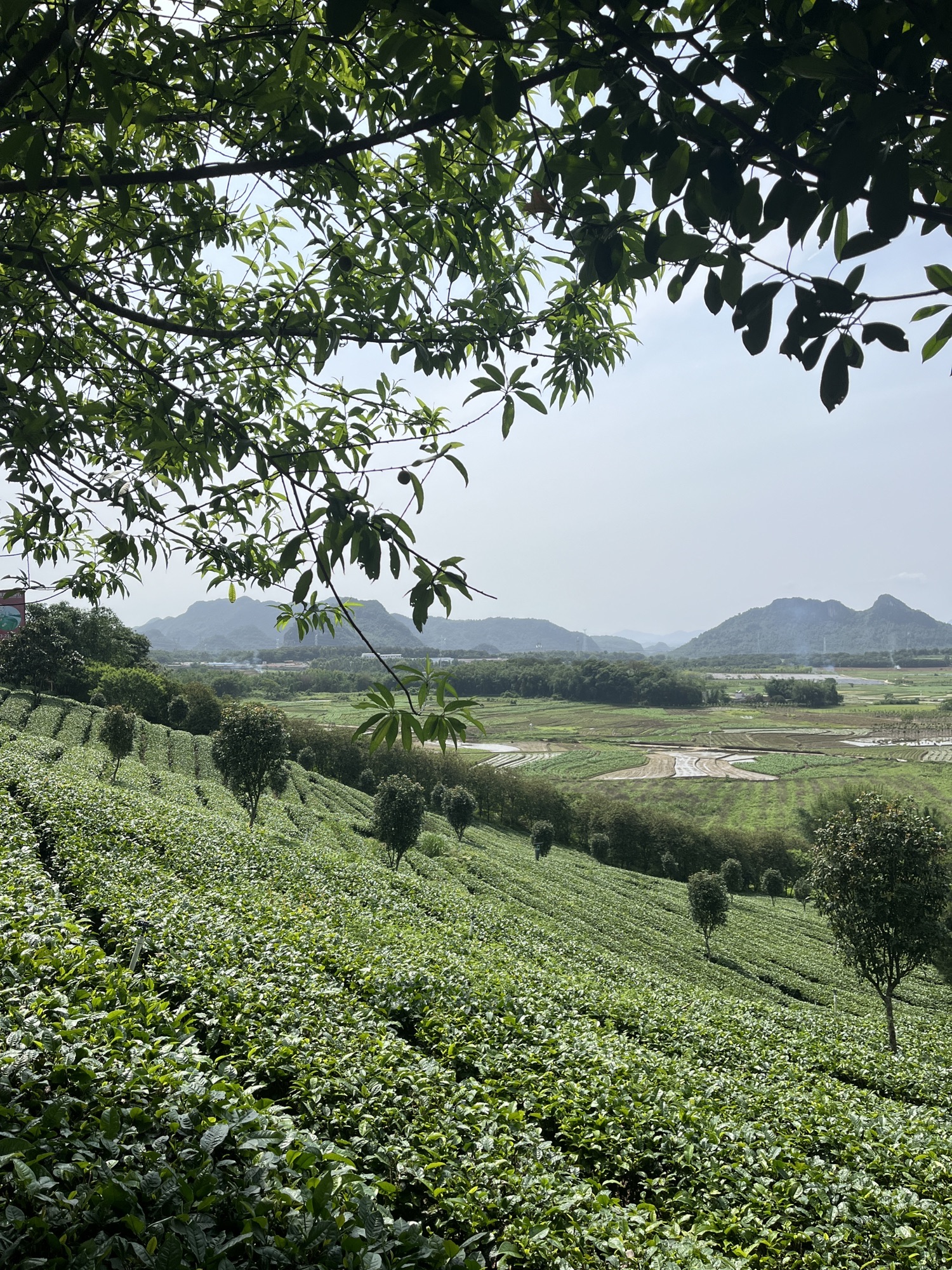 茶趣园景区旅行图片