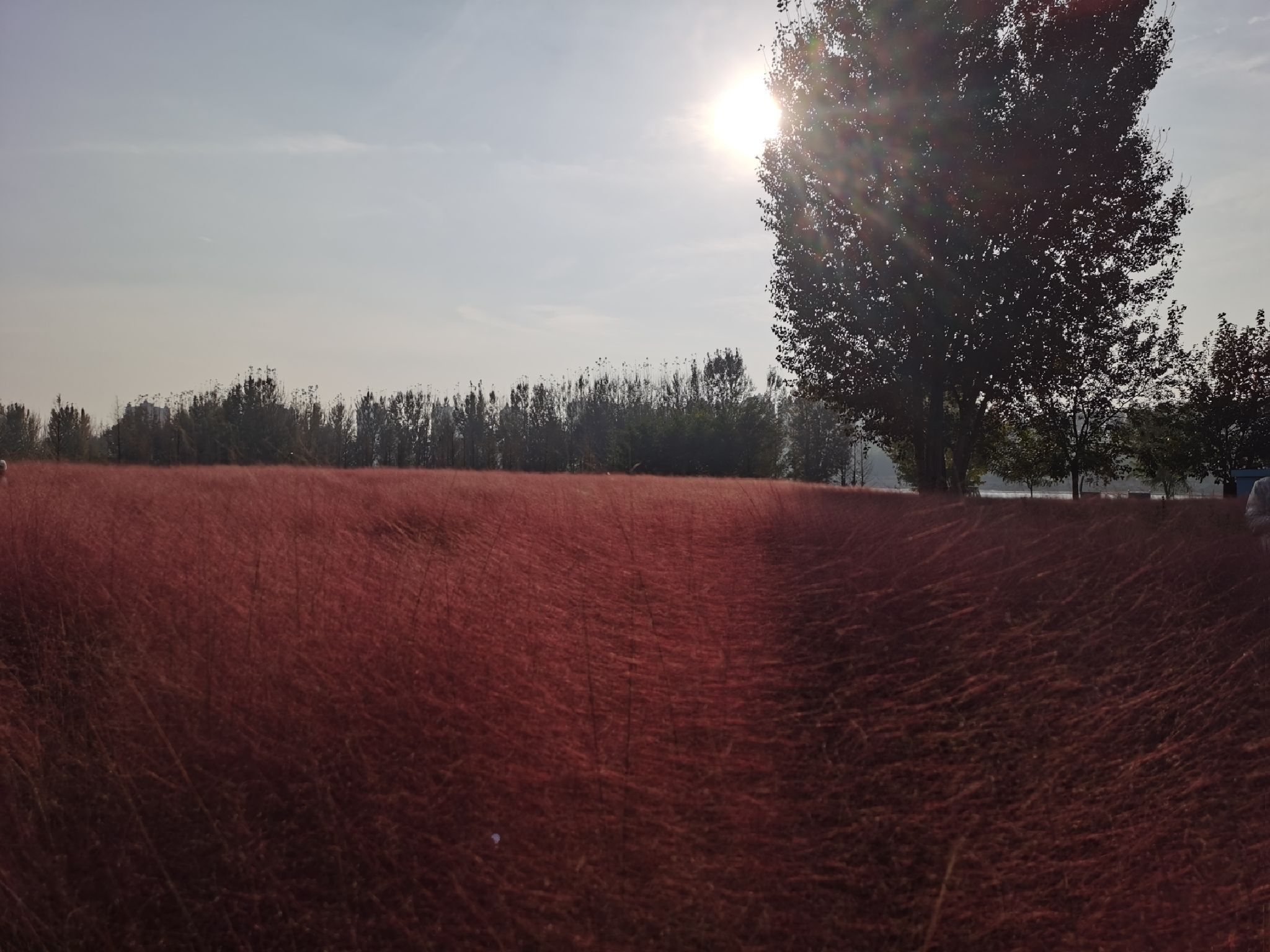 隅园旅行图片