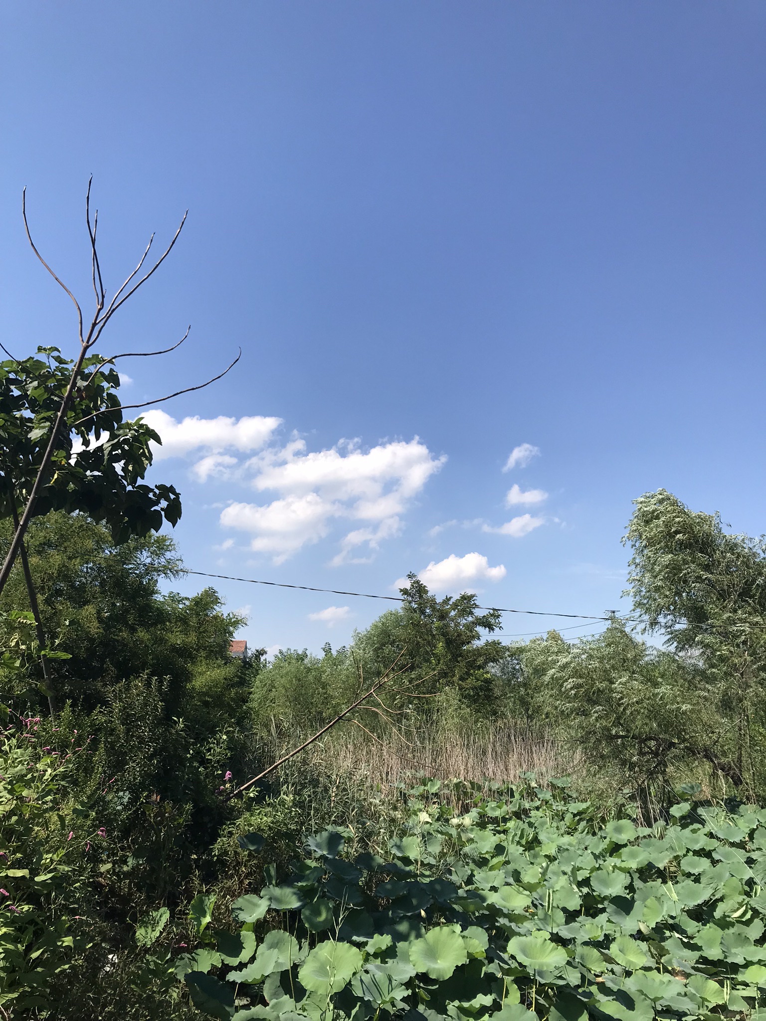 杨庄公园