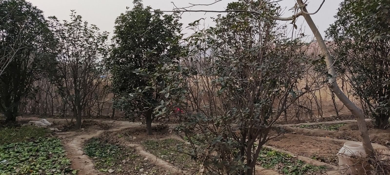 华阳故城旅行图片