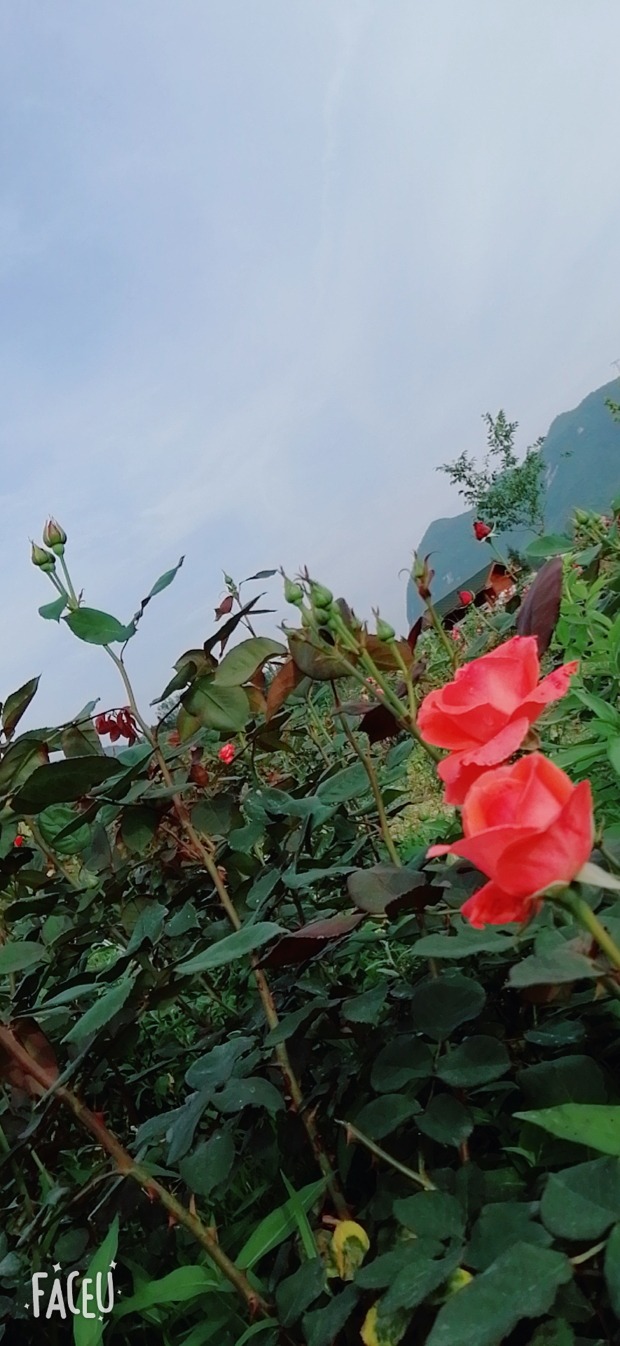 醉缘花海