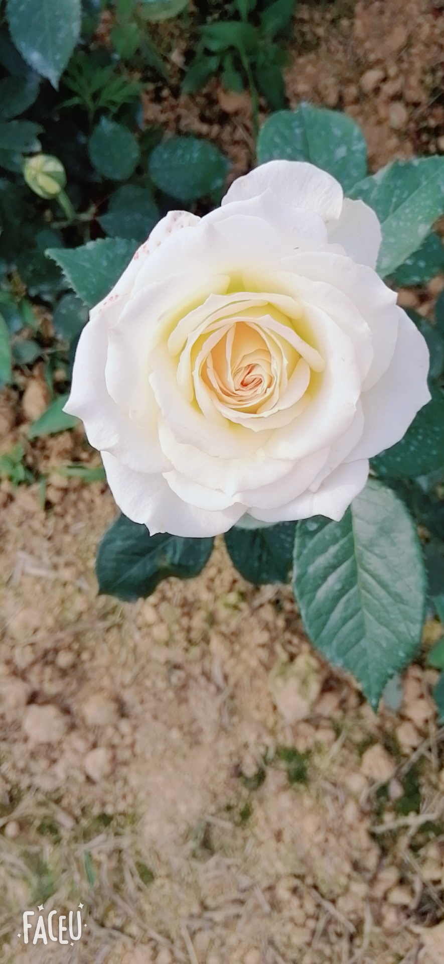 醉缘花海旅行图片