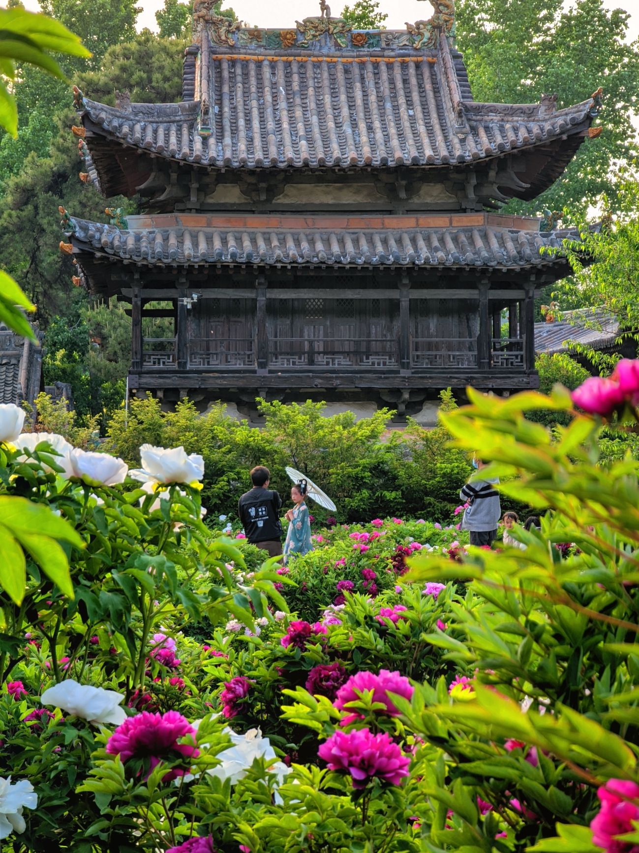 七彩牡丹园