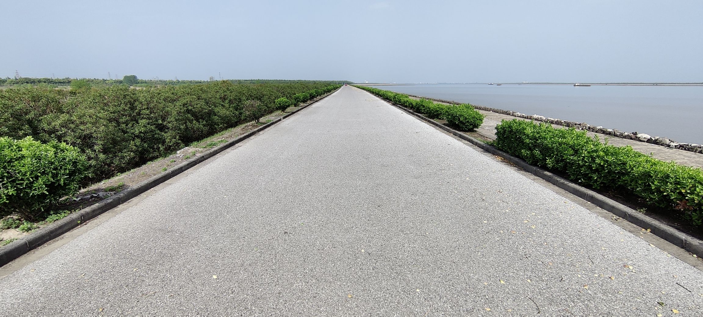 赵市网红向日葵地旅行图片