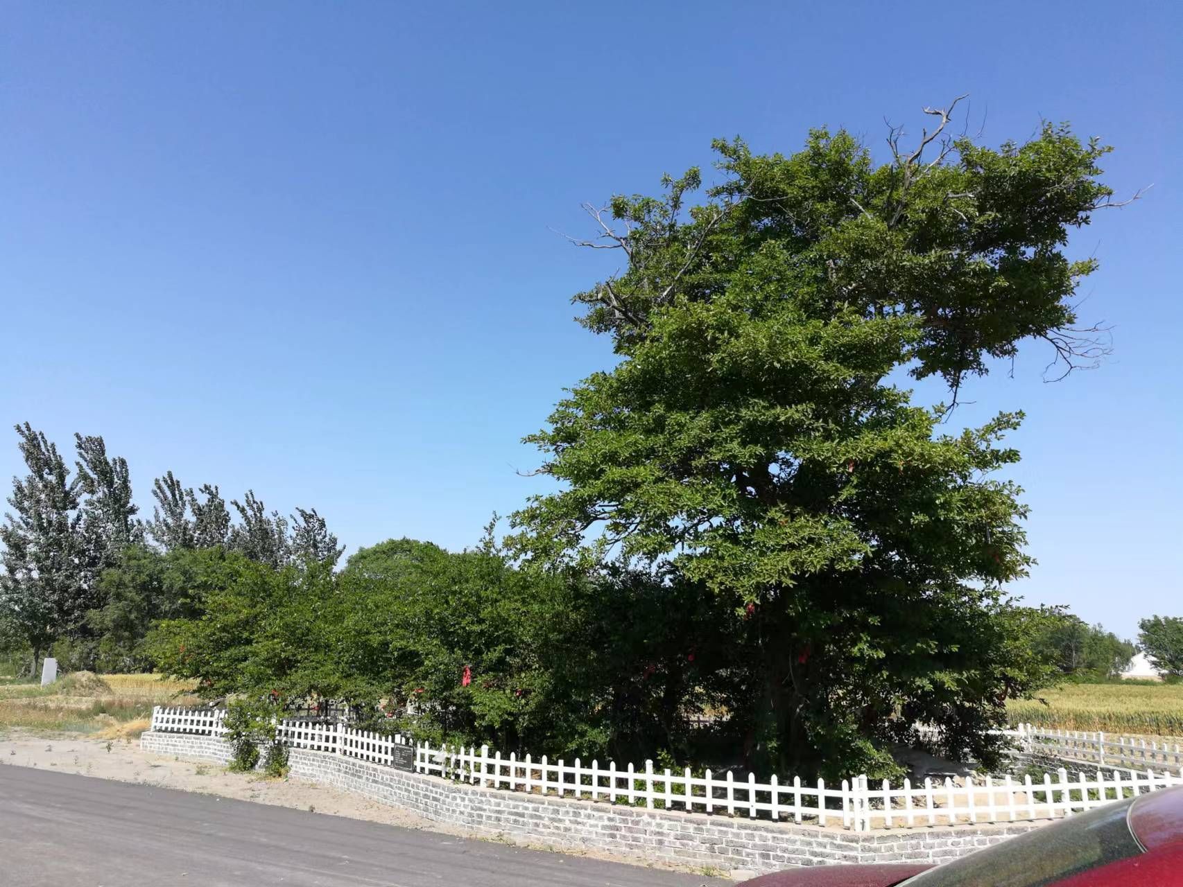 长青观旅行图片