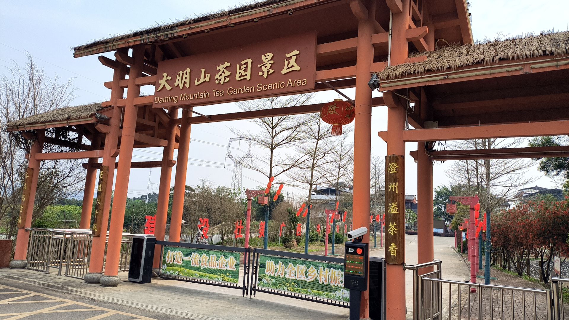 大明山万古茶园旅行图片