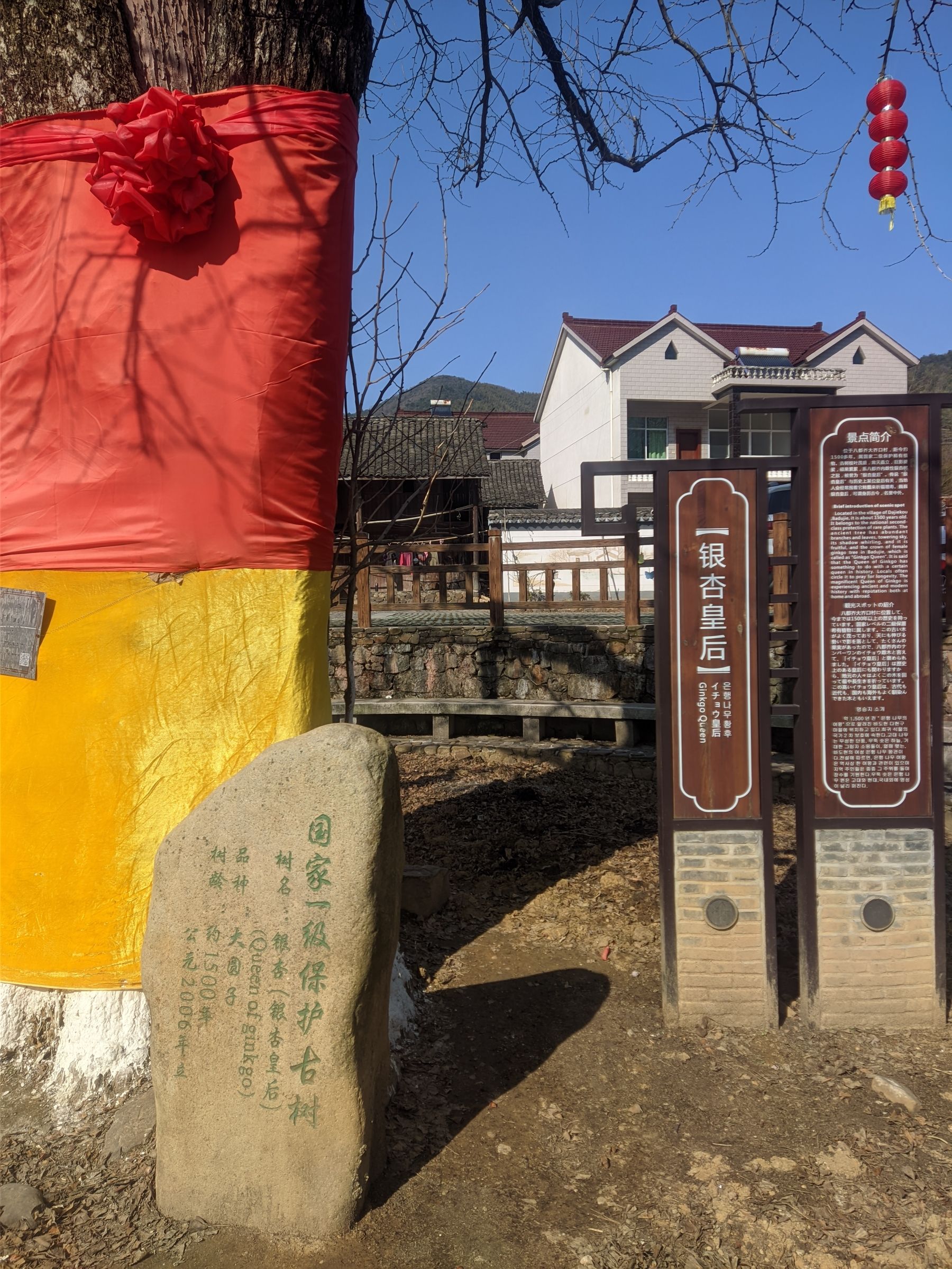银杏皇后旅行图片