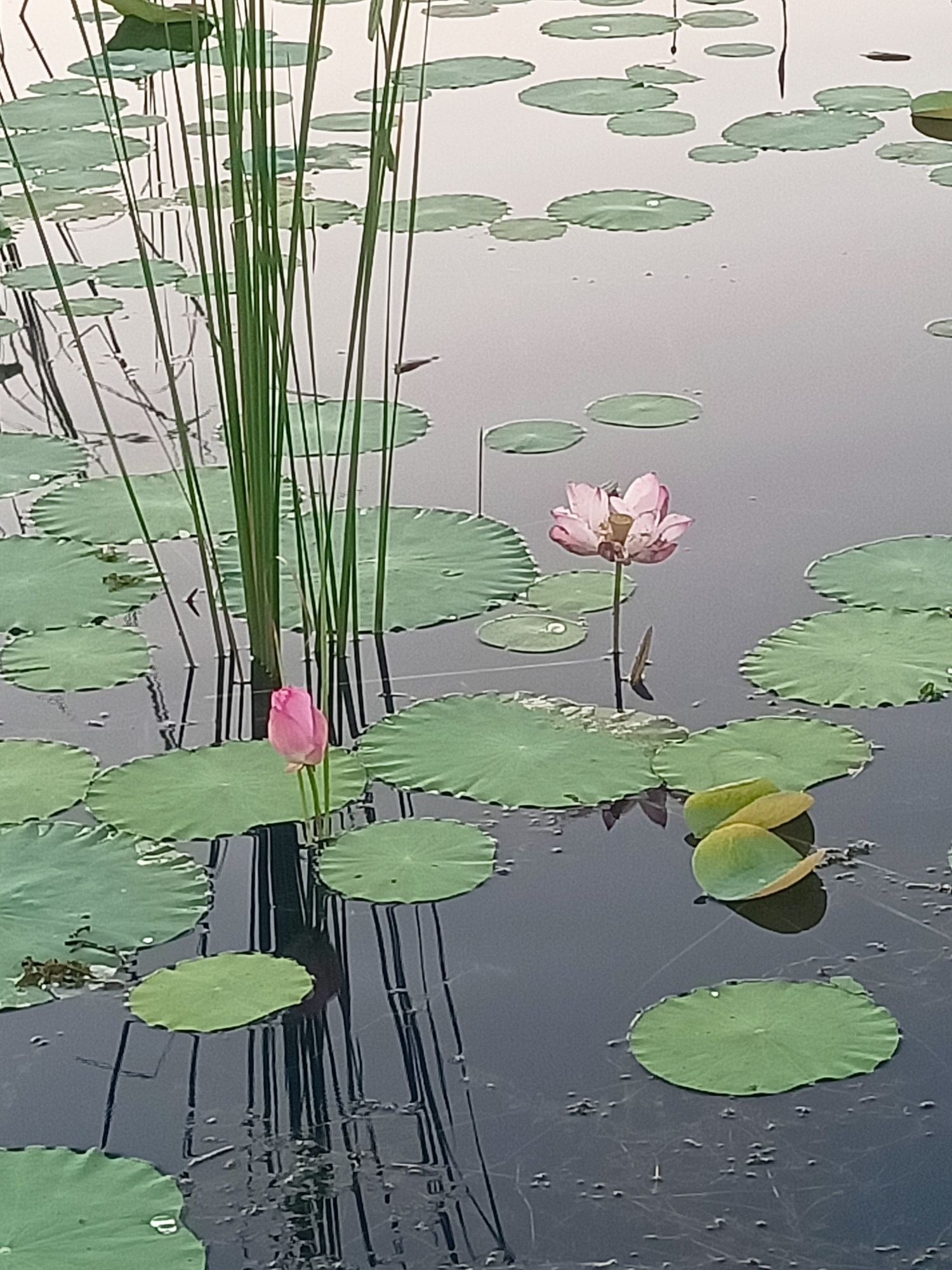 沙河湿地公园