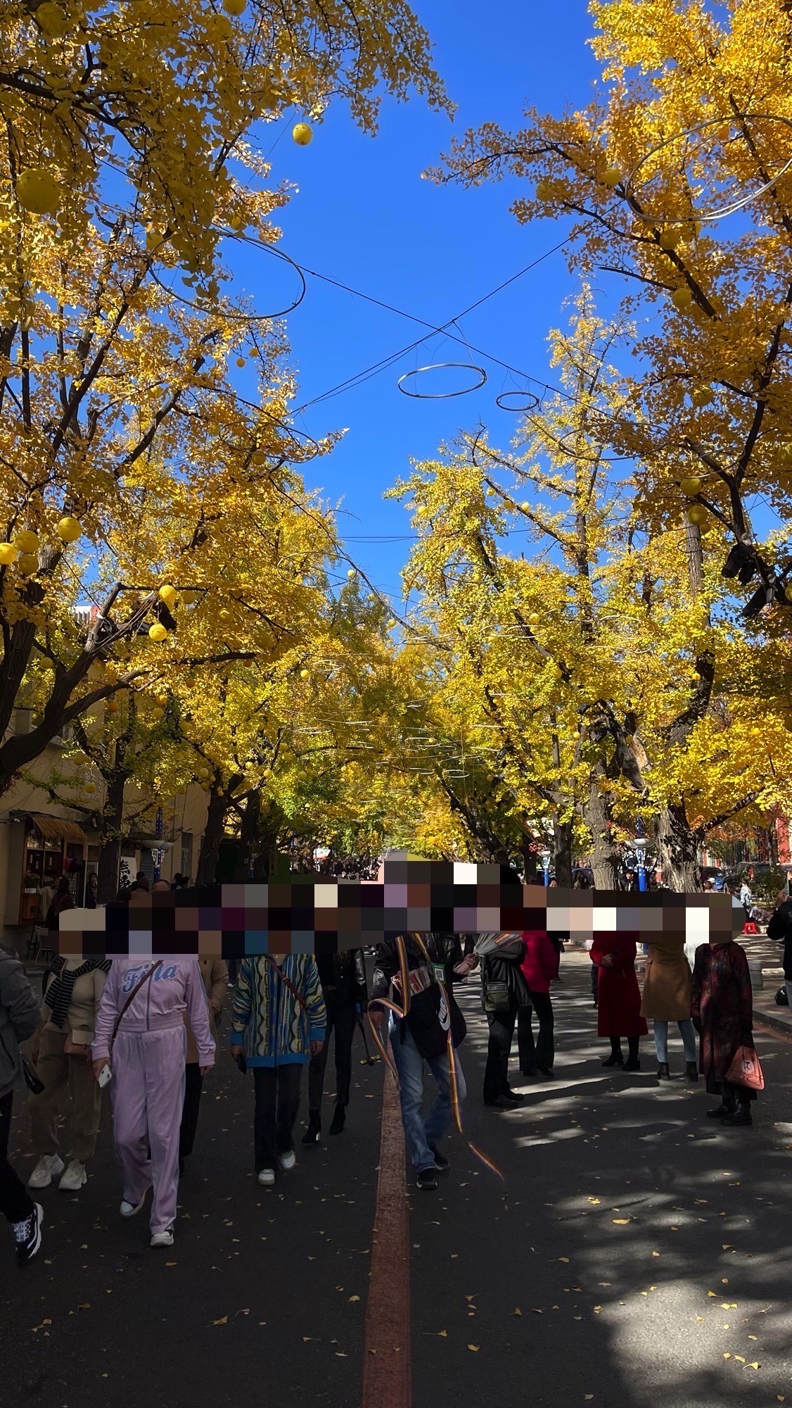 银杏黄金大道