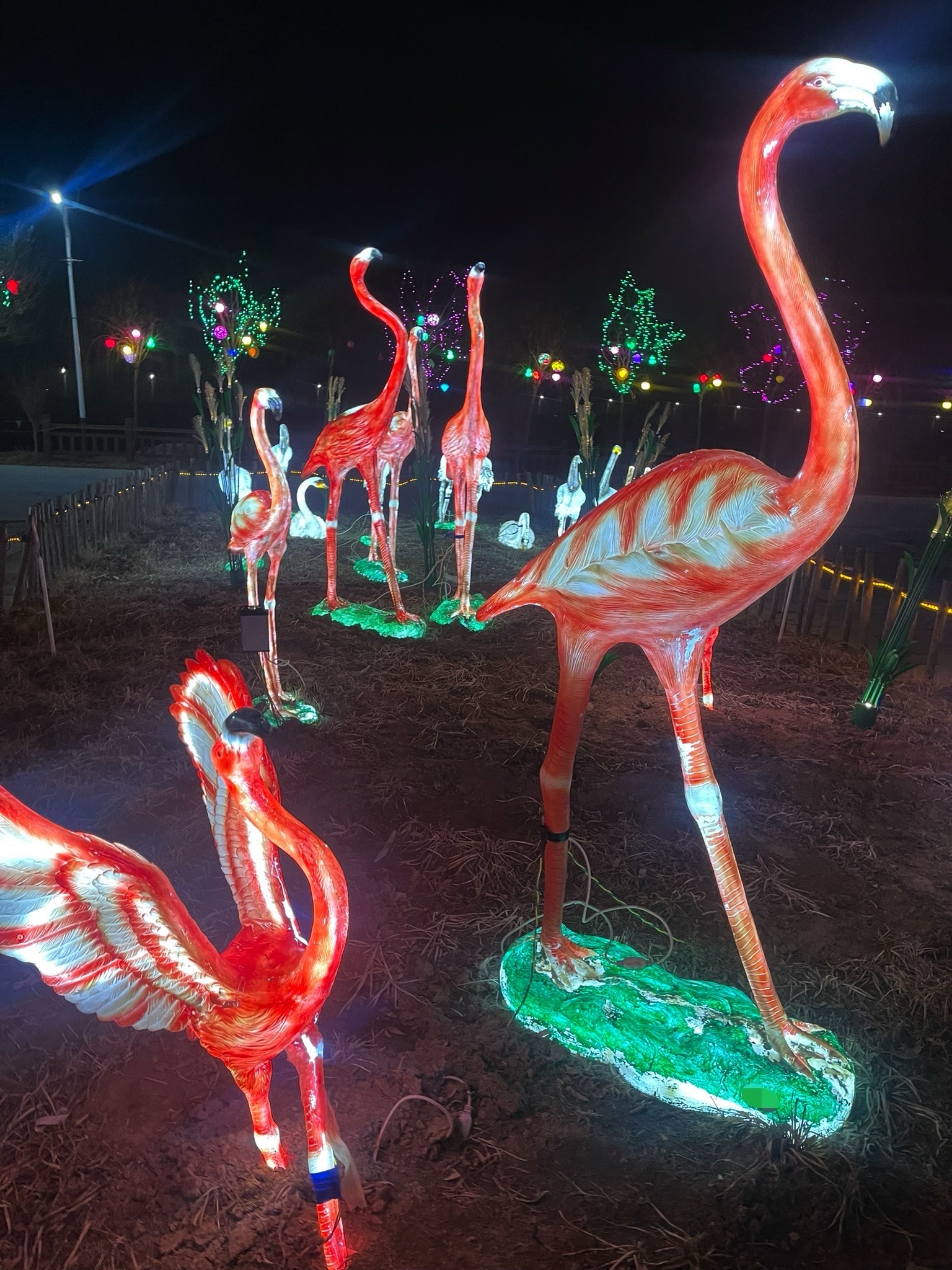 东营白鹭园湿地旅行图片