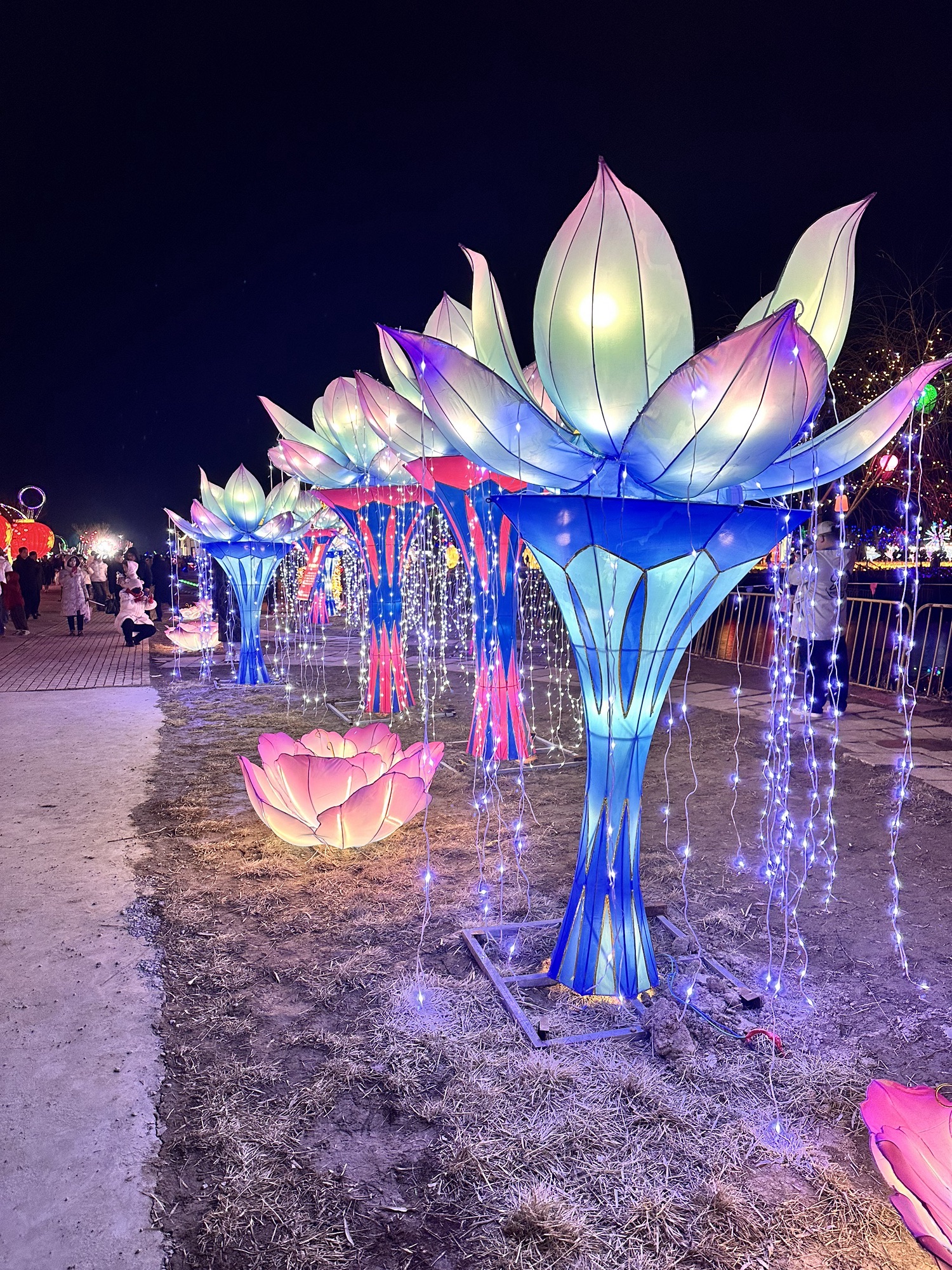 东营白鹭园湿地旅行图片