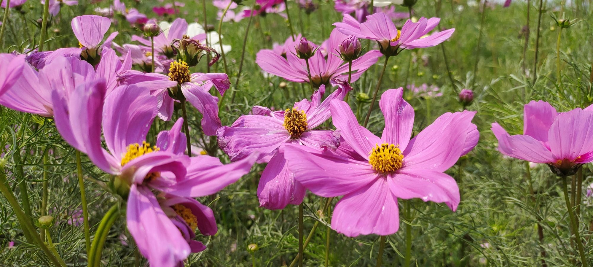 花海