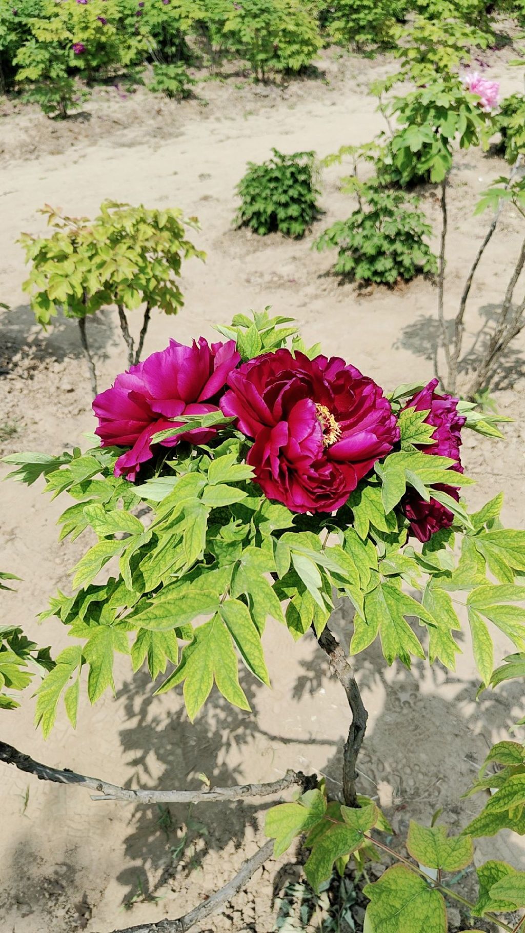 菏泽牡丹园(暂停开放)