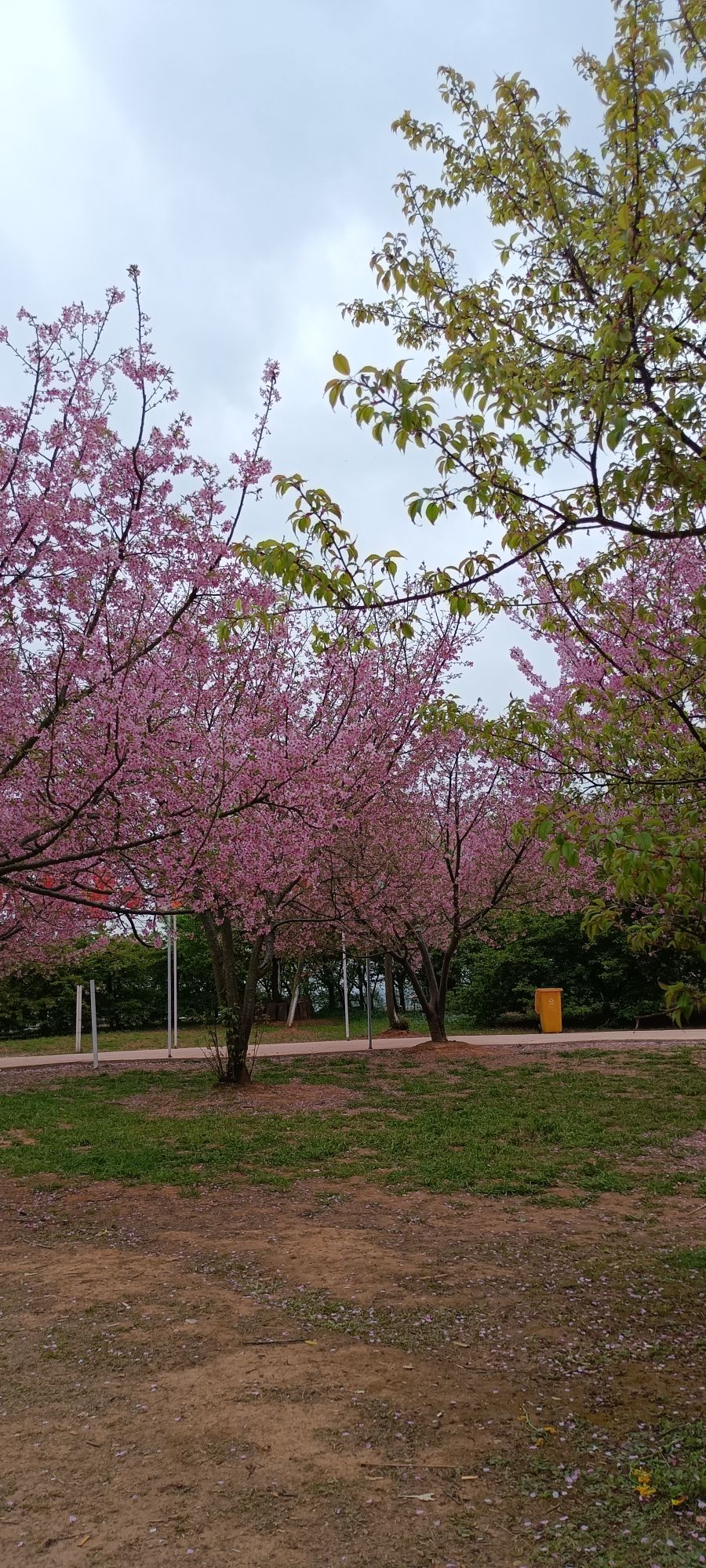 花庄堡樱花园旅行图片