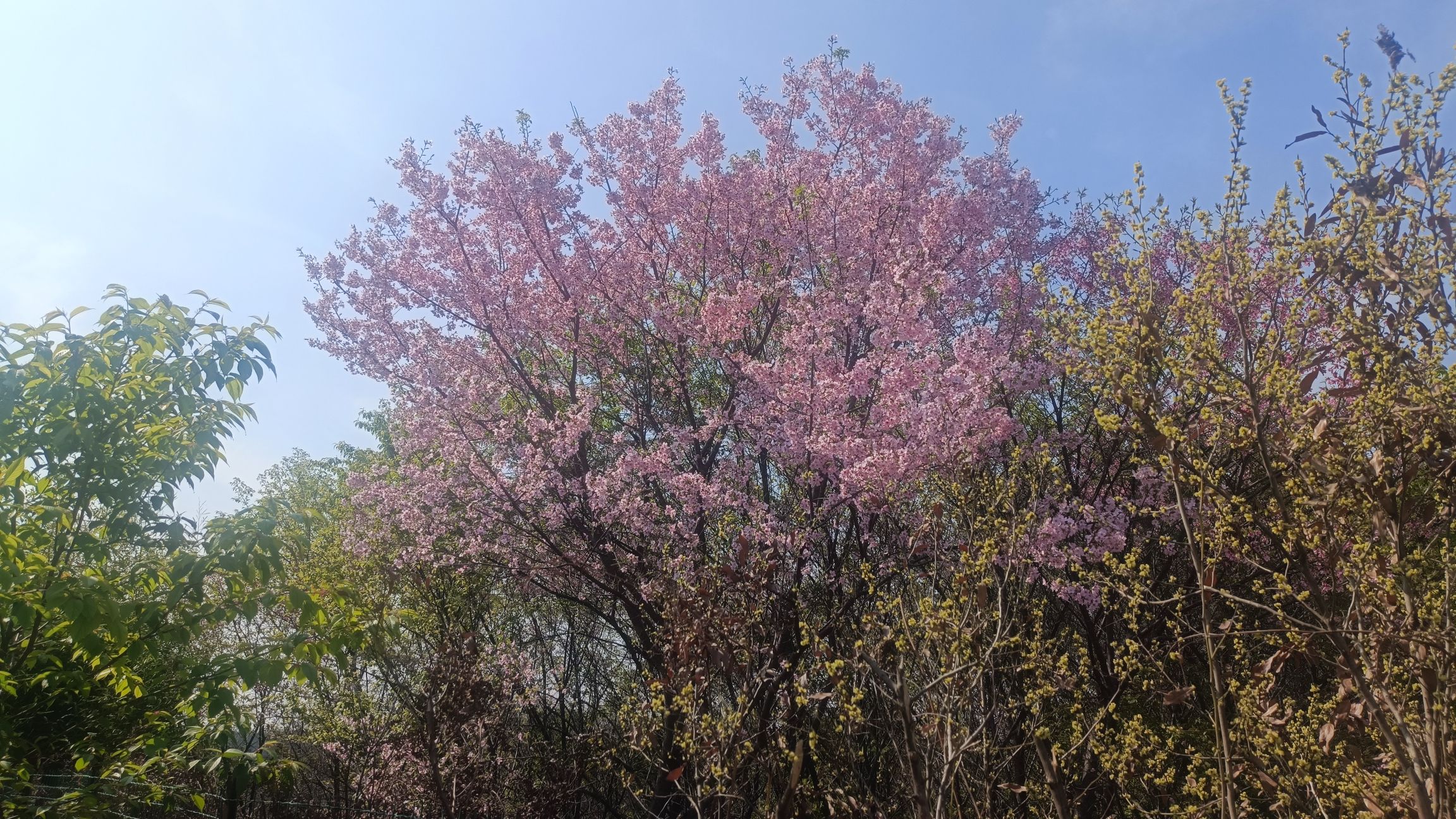 花庄堡樱花园旅行图片