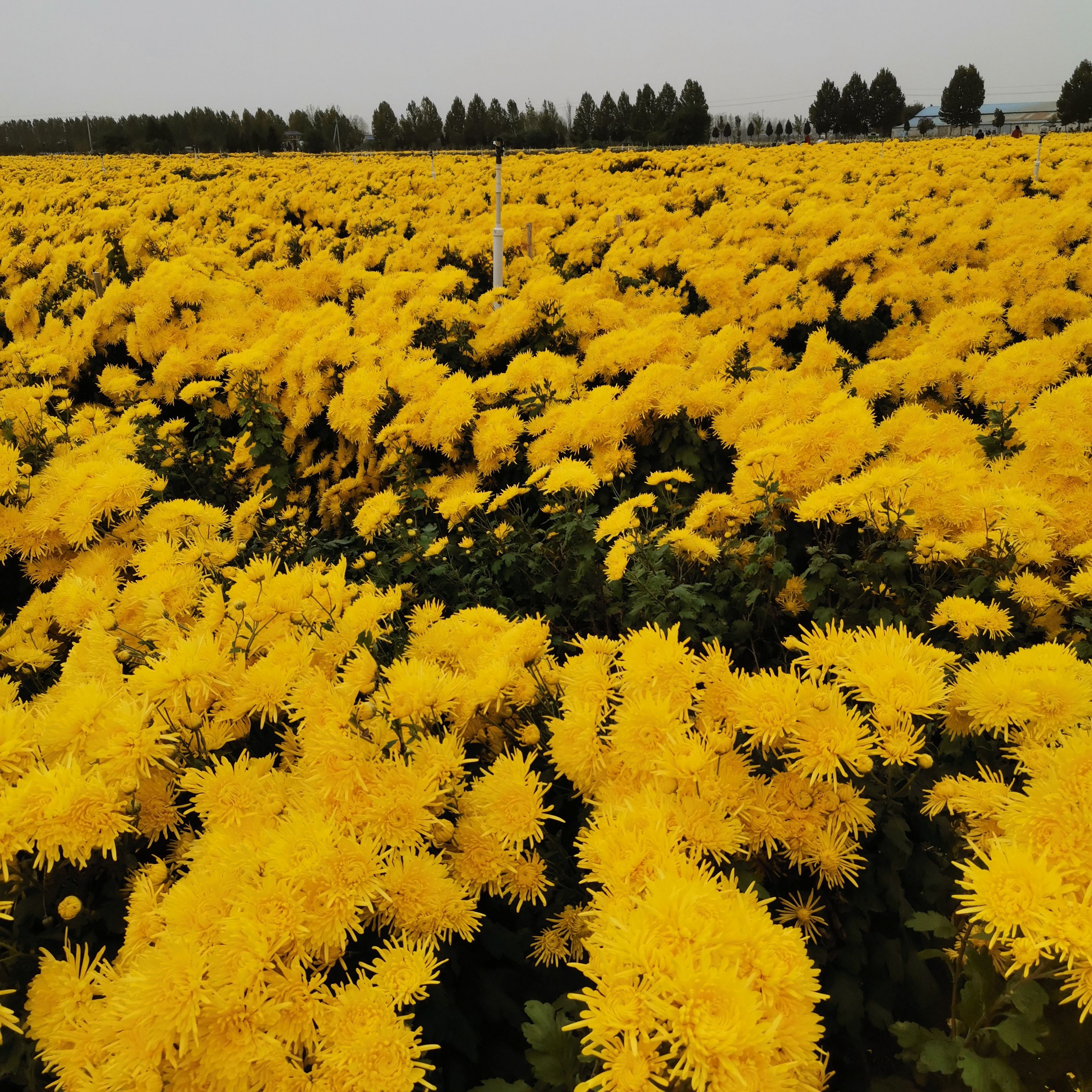 方城清河菊花园旅行图片
