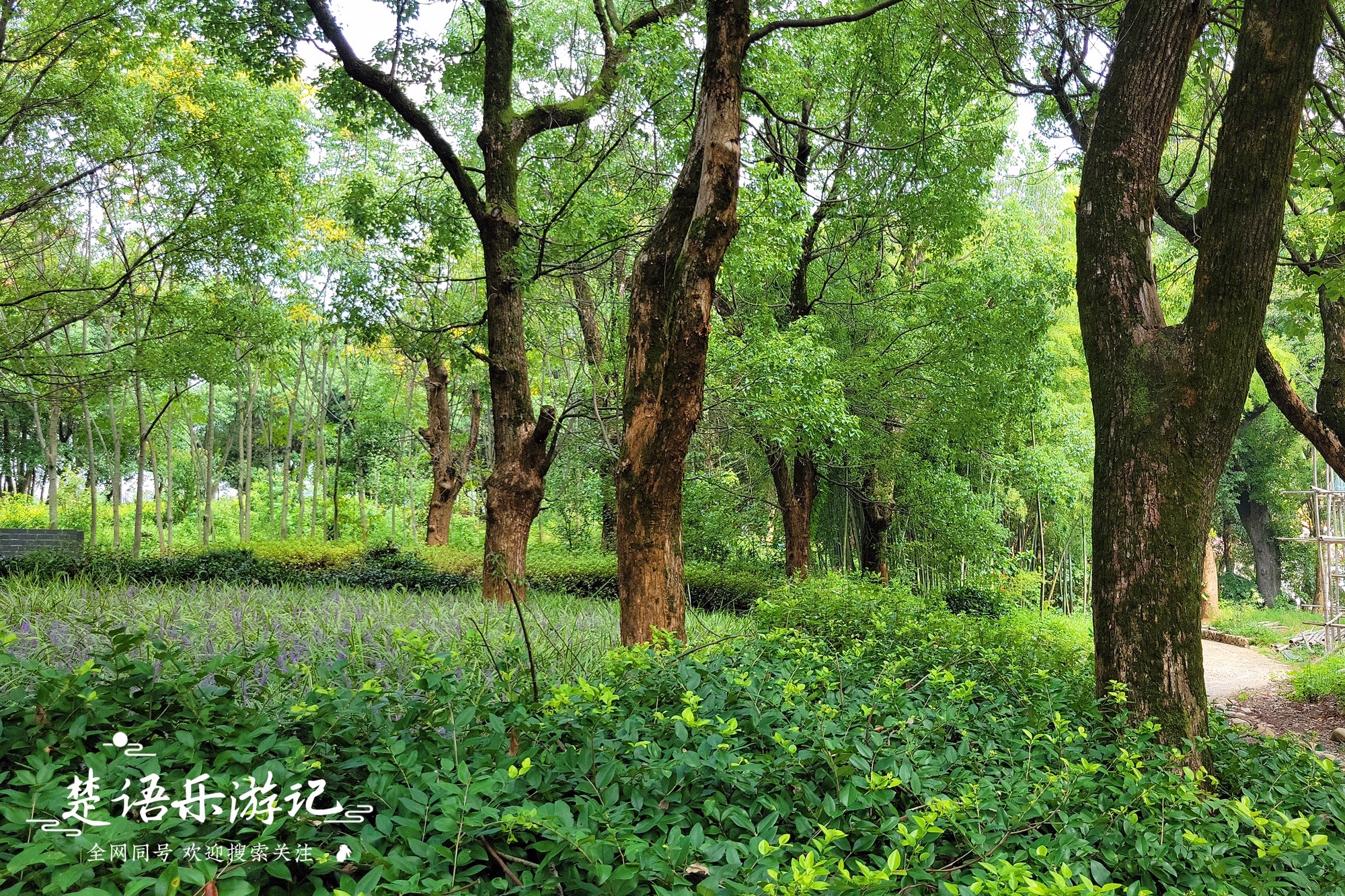 东郑村左岸花乡