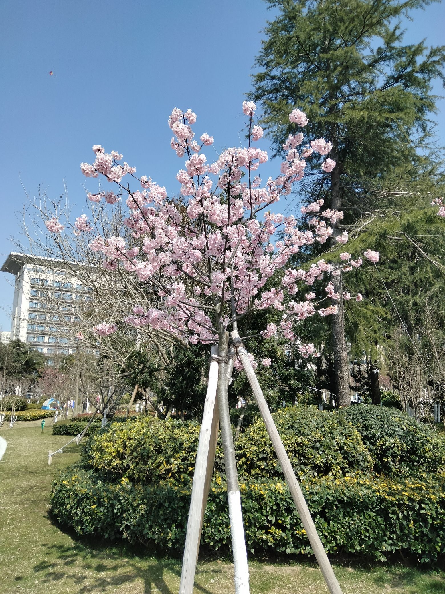 樱花公园