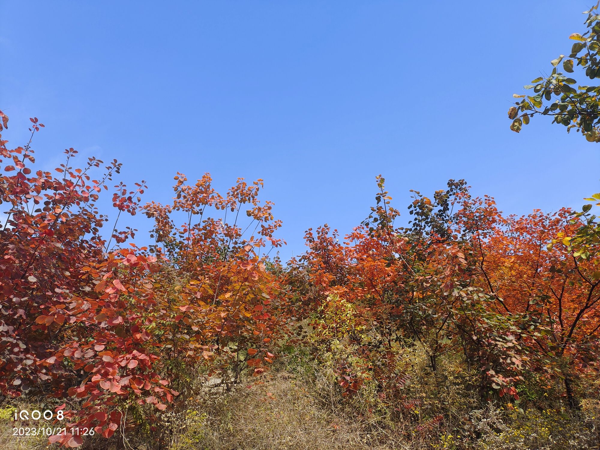 佛照山景区