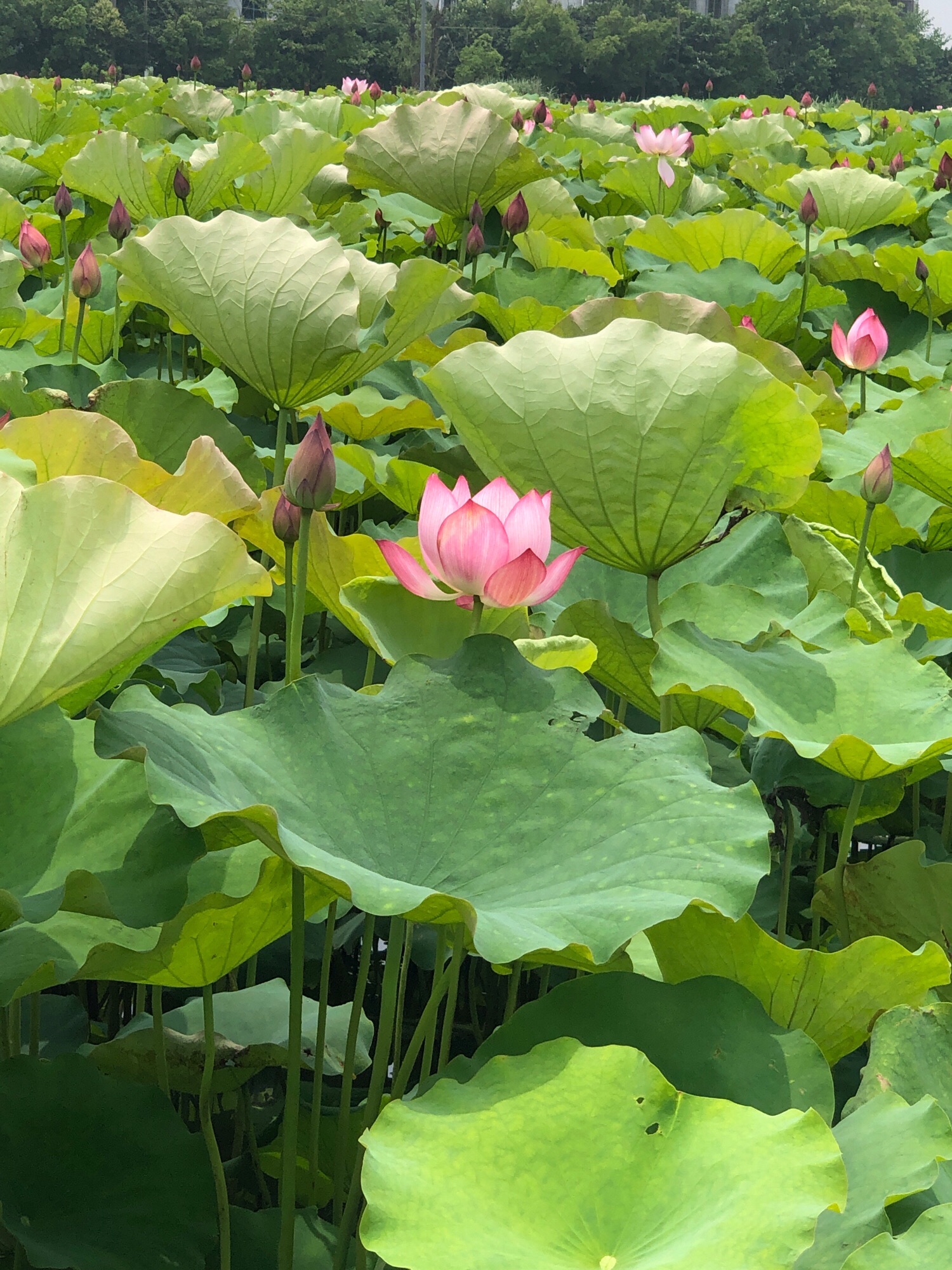 巴蜀文化村