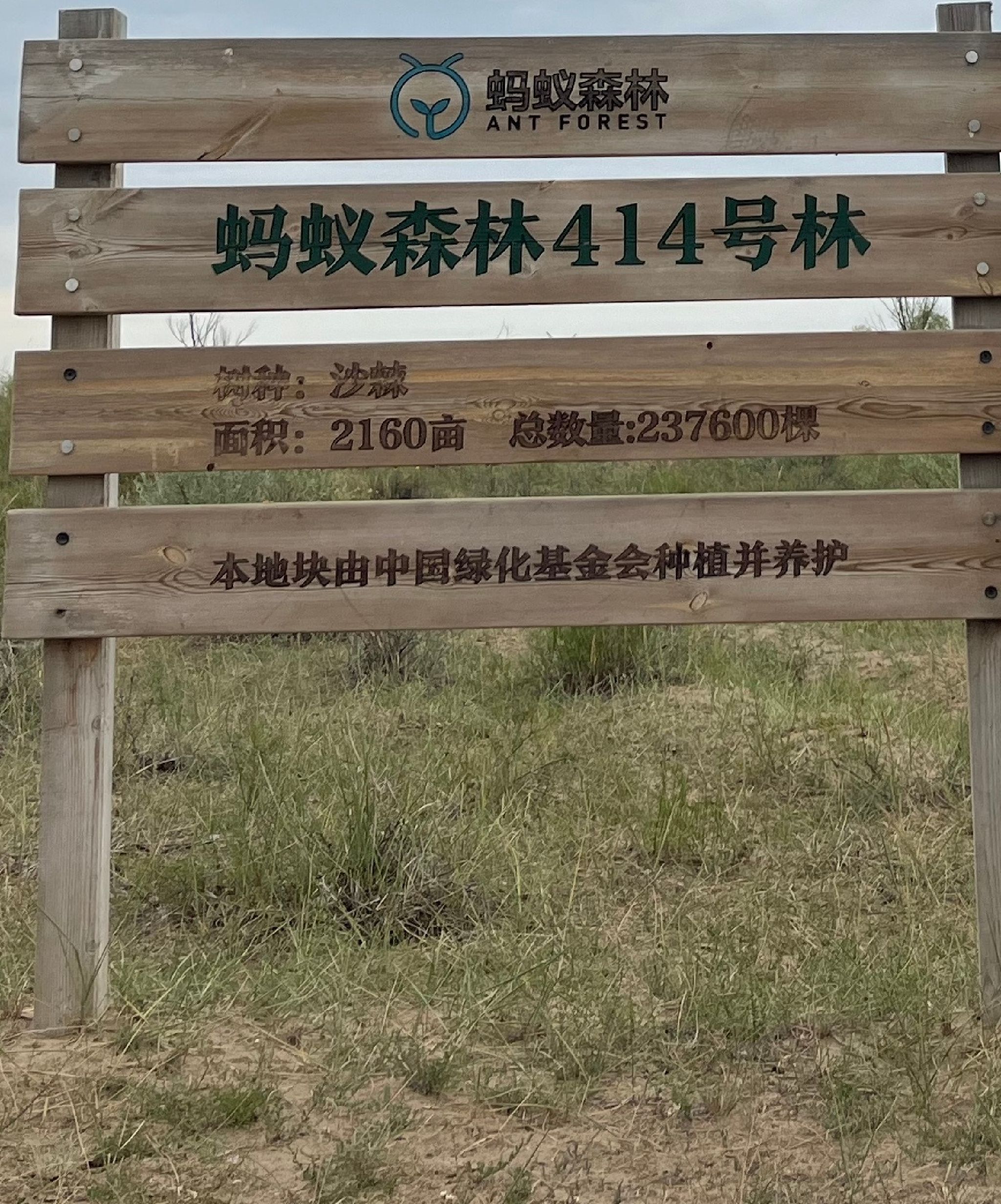 蚂蚁森林414号林·沙棘旅行图片