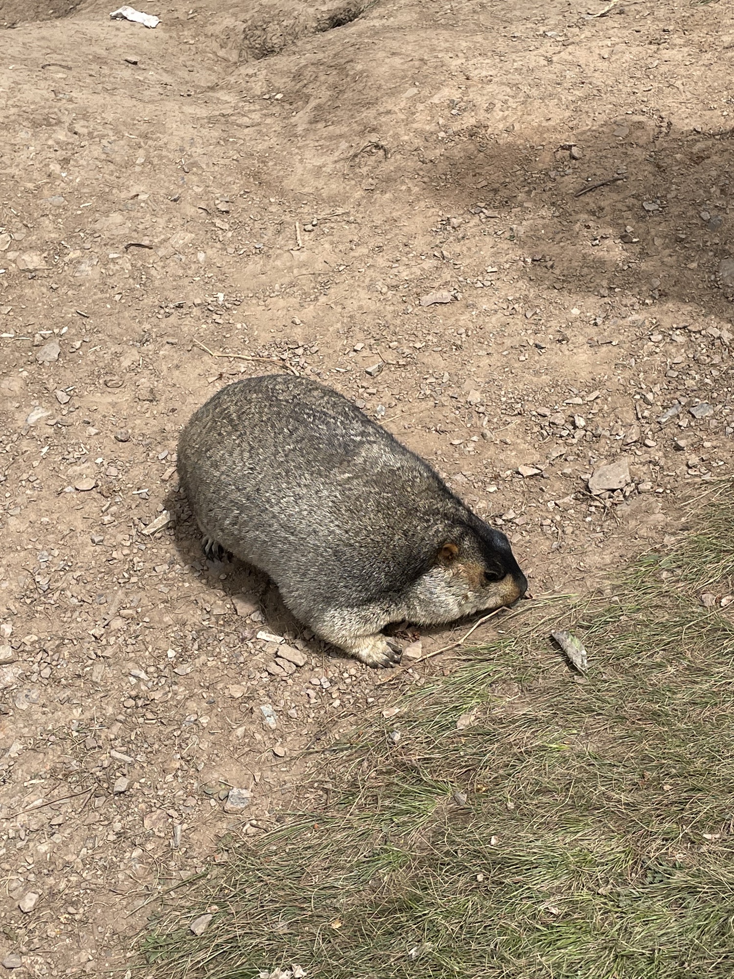 药王山野生旱獭生息园