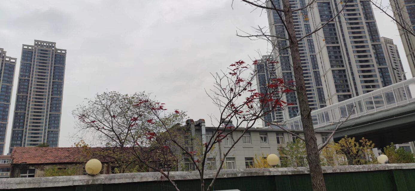 姑嫂树游园