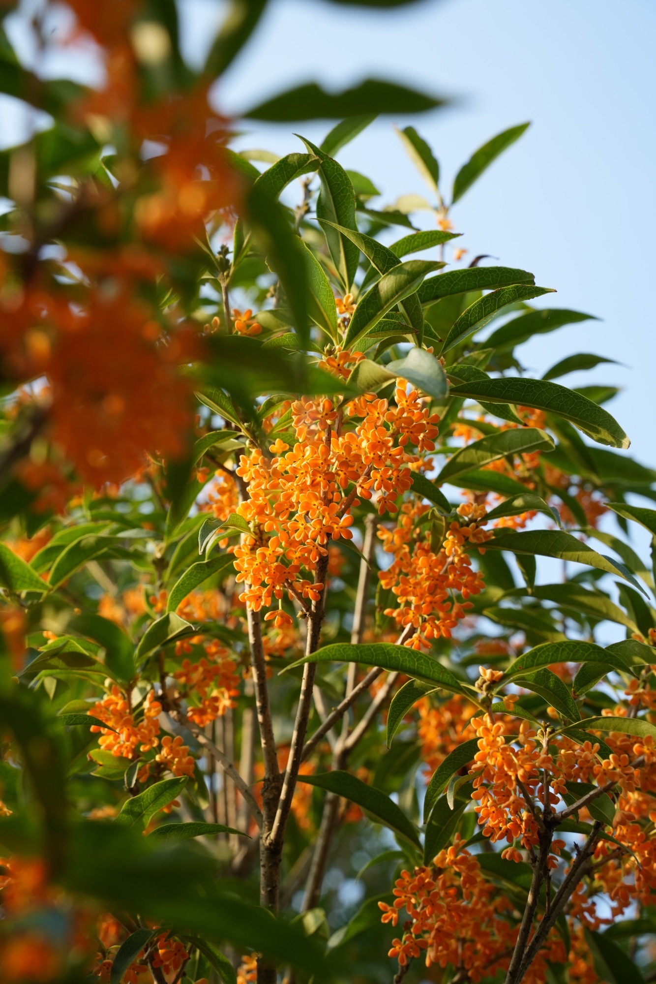 上海市嘉朱生态桂花园