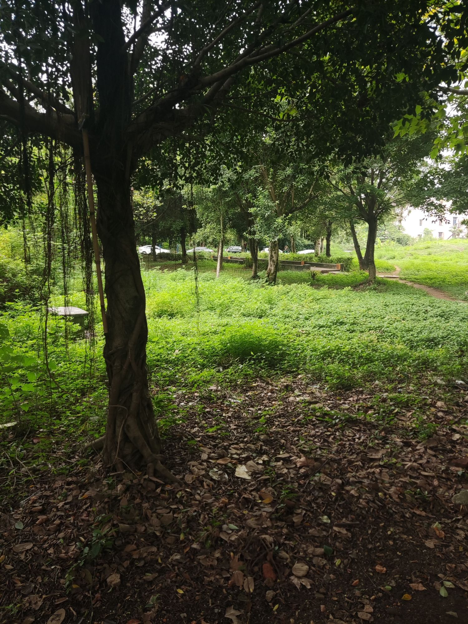 松山下大坑塘园山森林公园