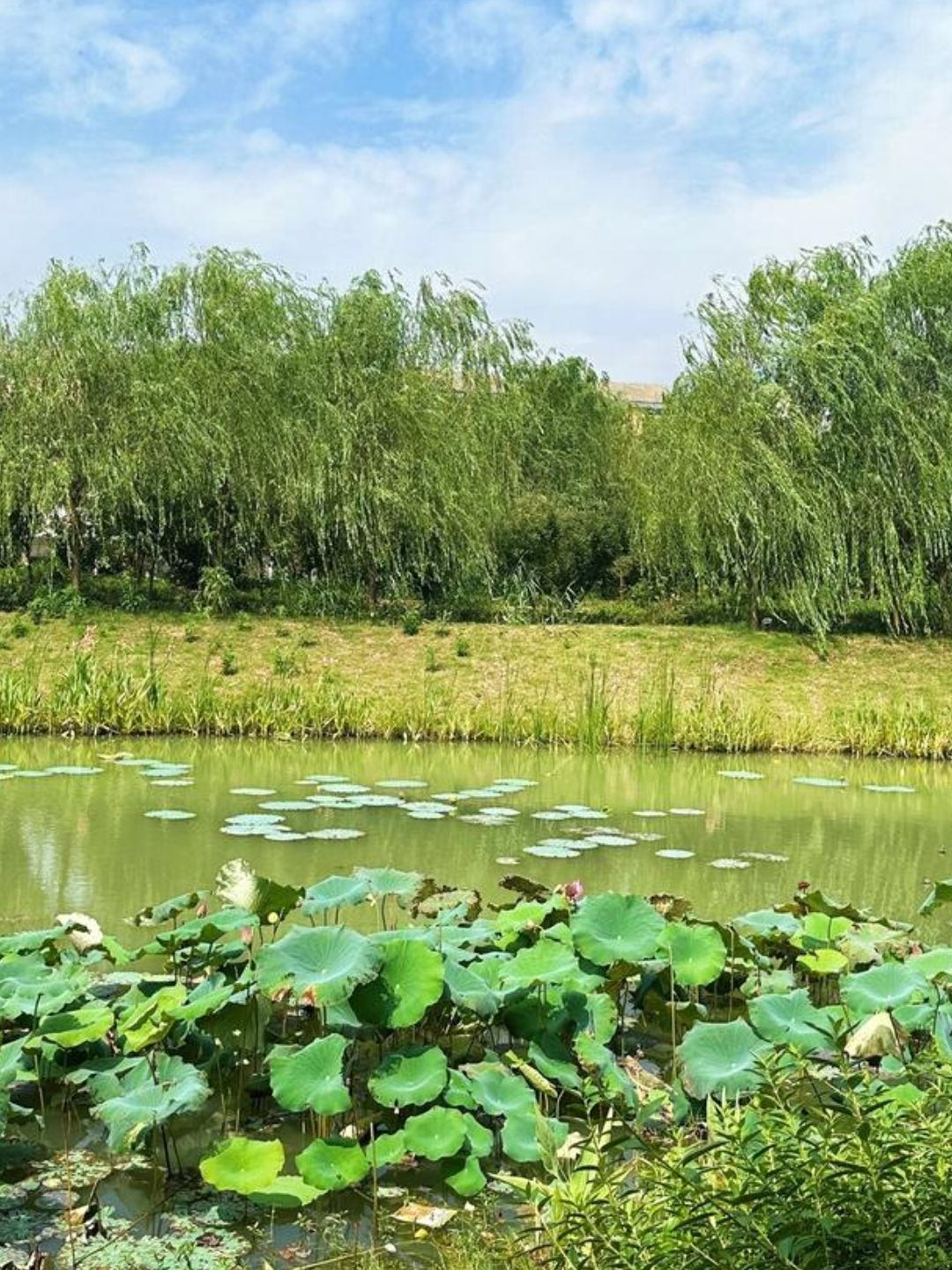 凤凰湖公园
