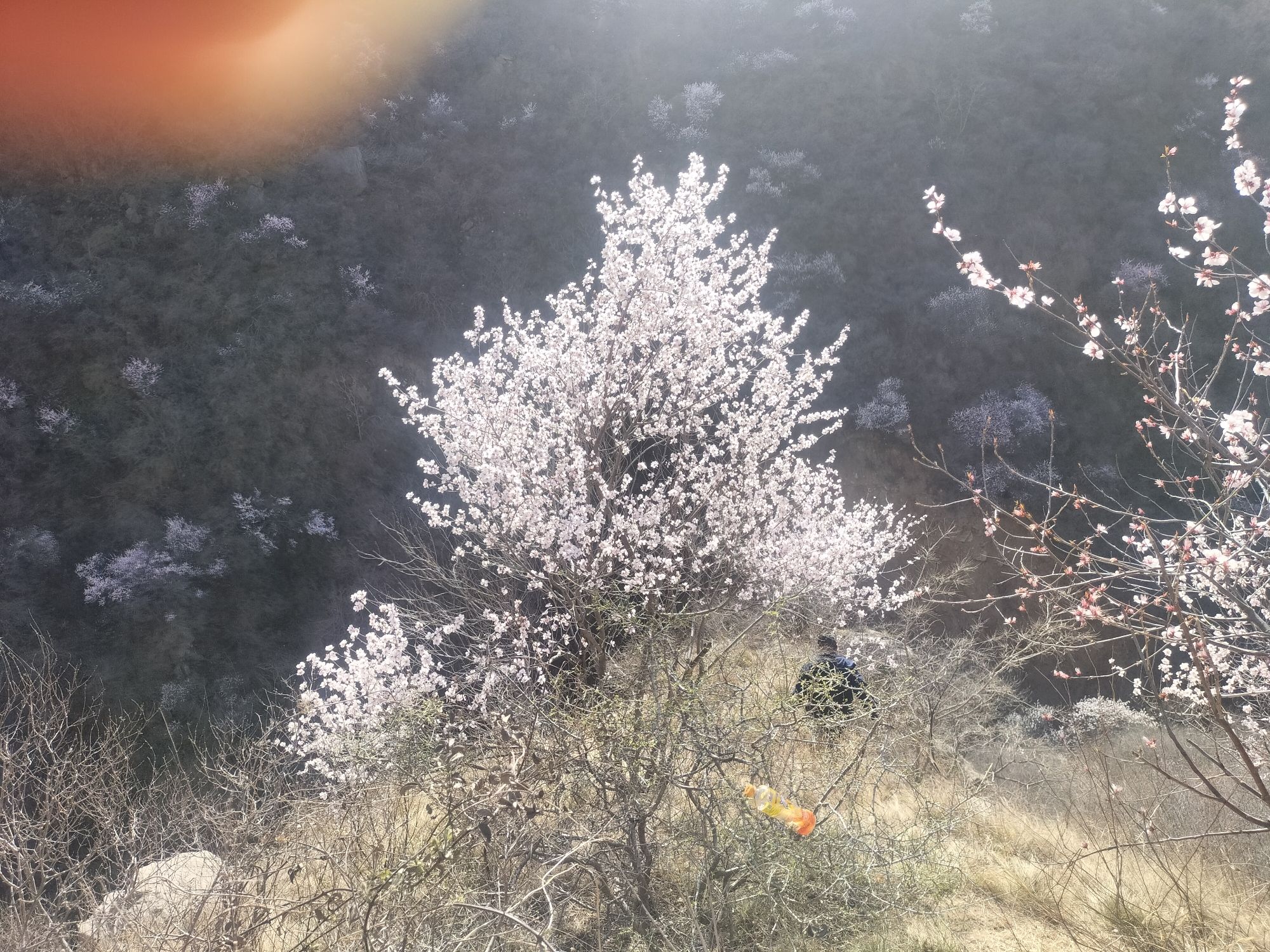王家后桃花谷