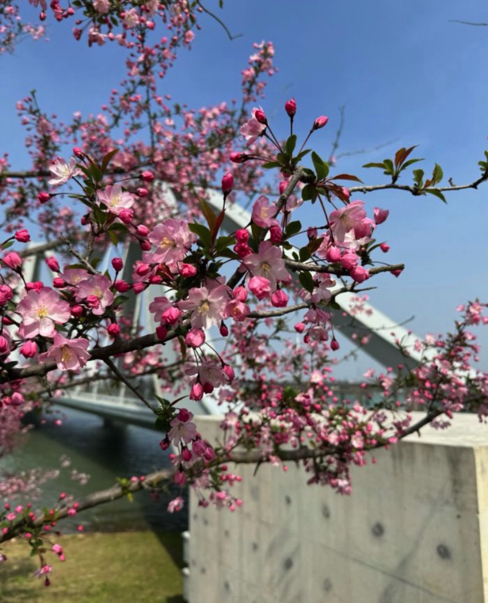 中华海棠园旅行图片
