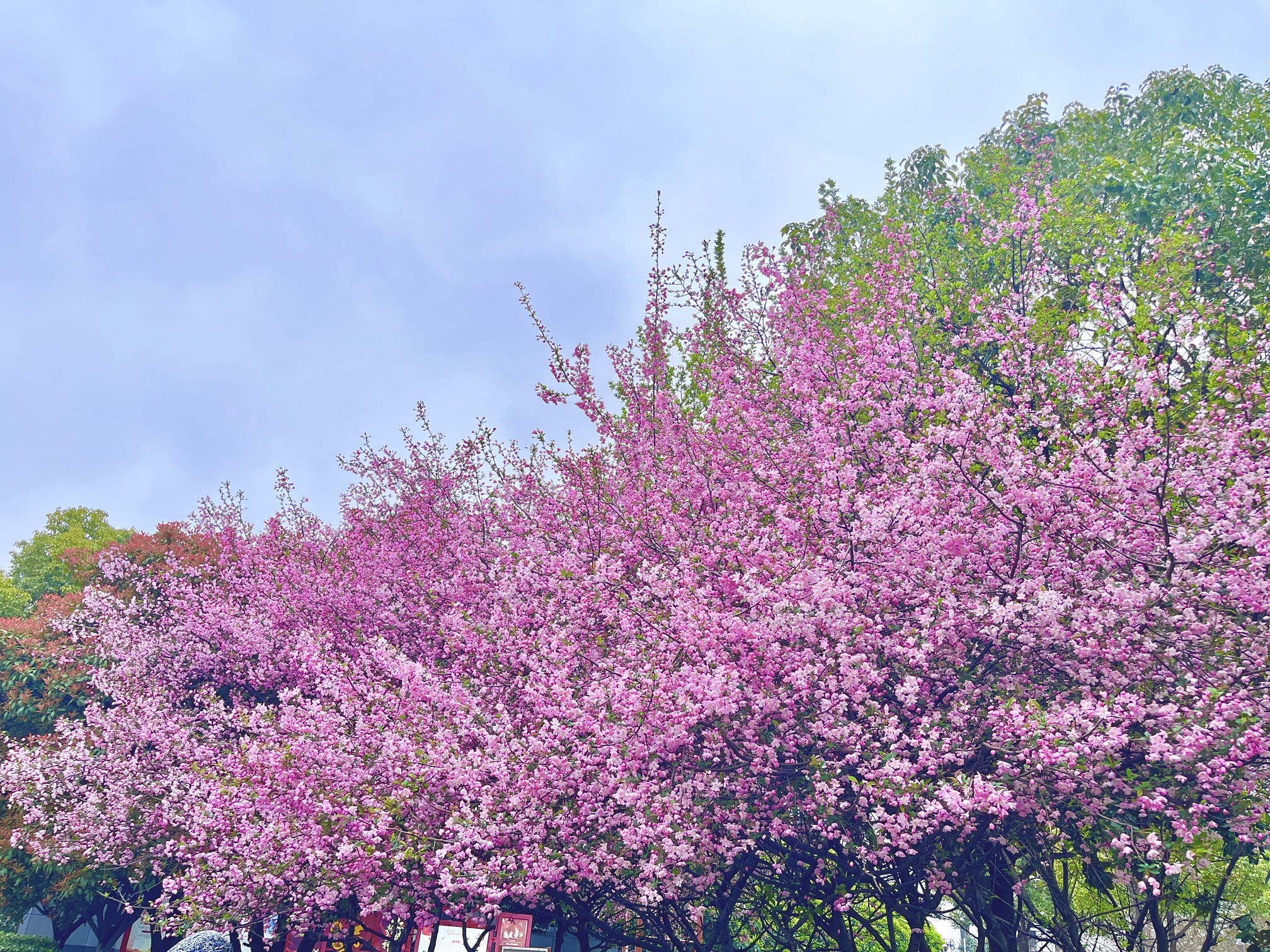 樱花谷