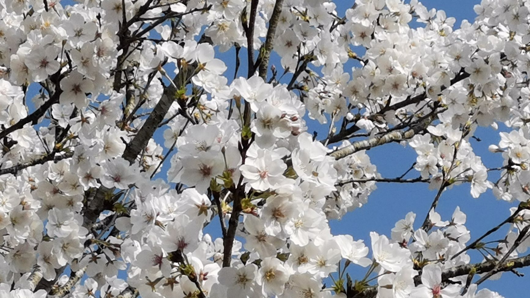 磐安樱花公园
