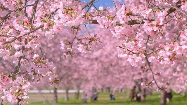 磐安樱花公园旅行图片