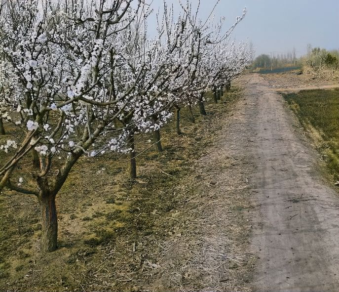 荆邱村东环杏林旅行图片