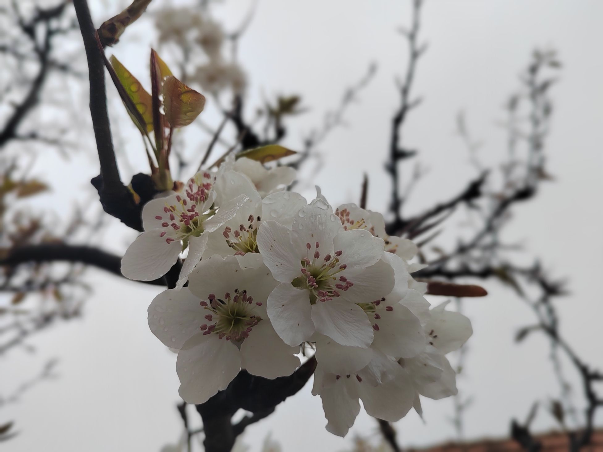 齐鲁之间