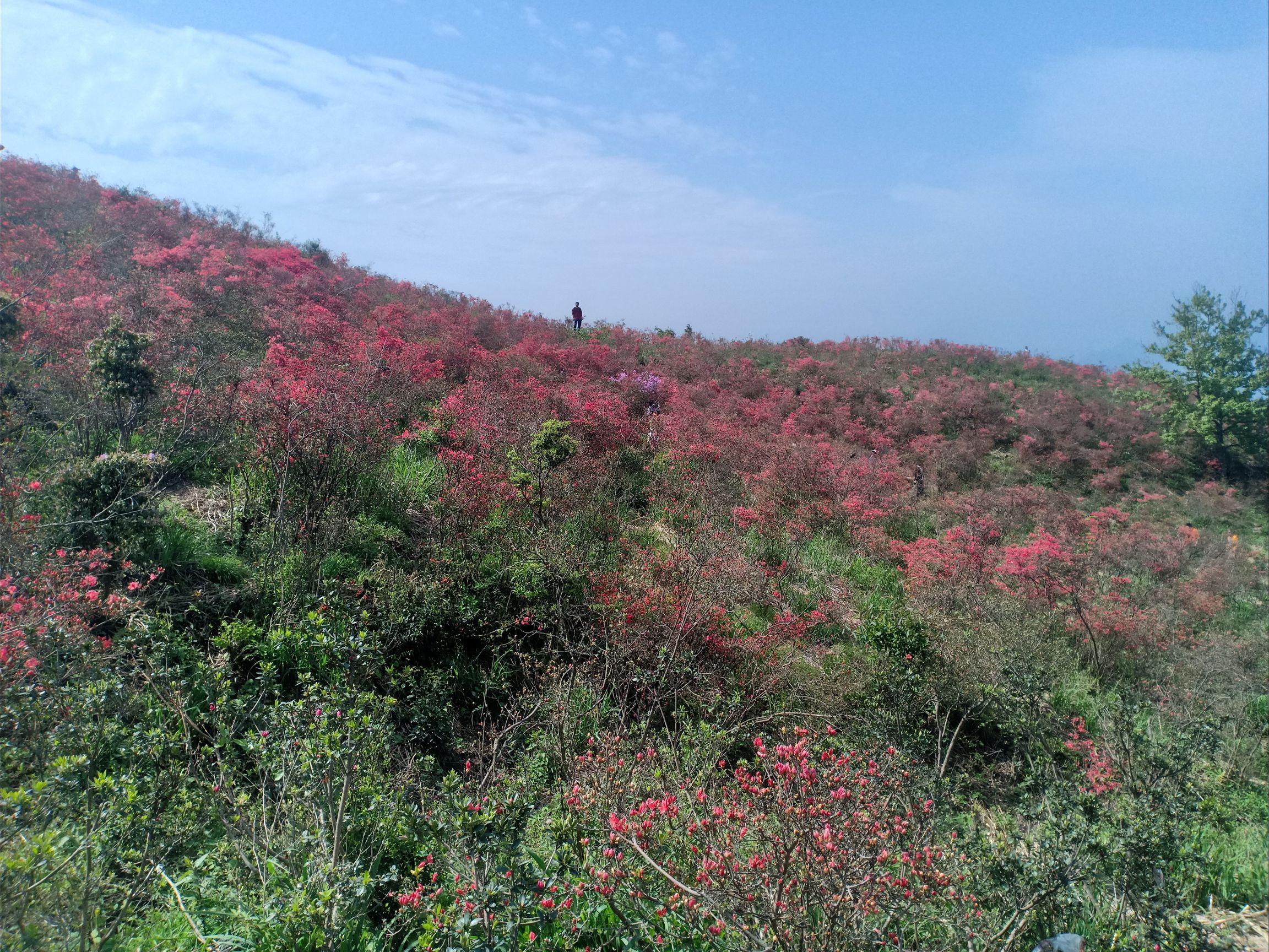 杜鹃花谷旅行图片