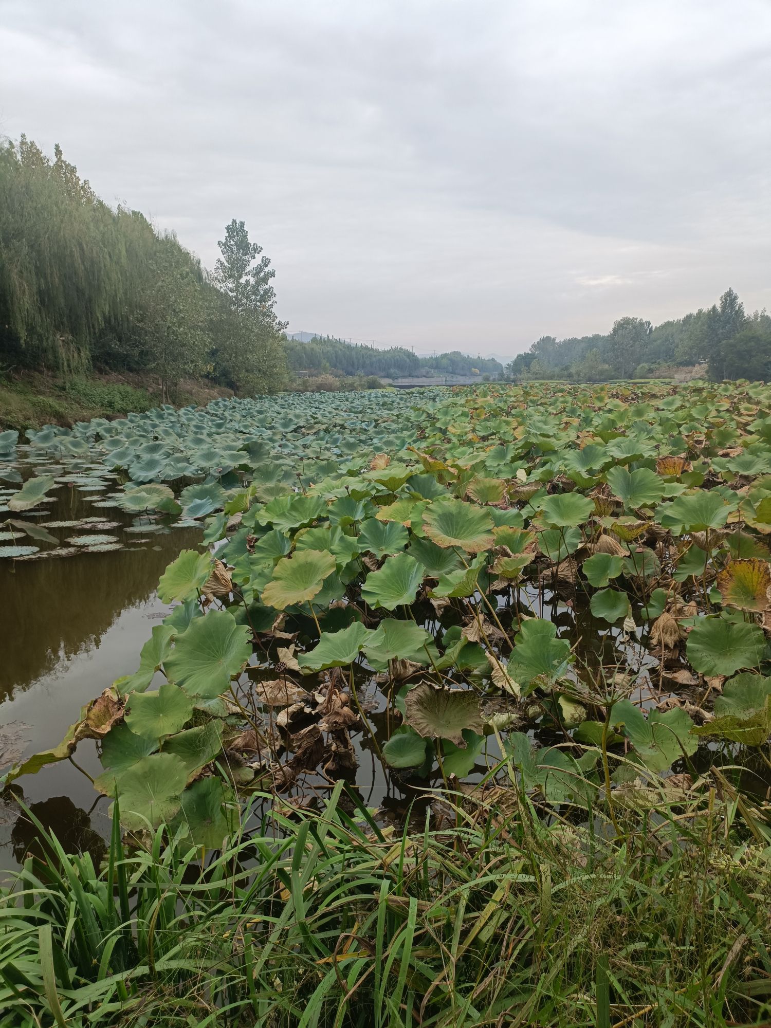 绣针河湿地公园旅行图片