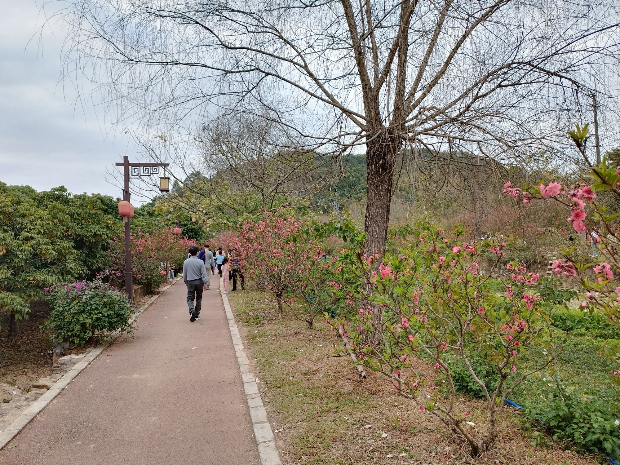 桃花小镇