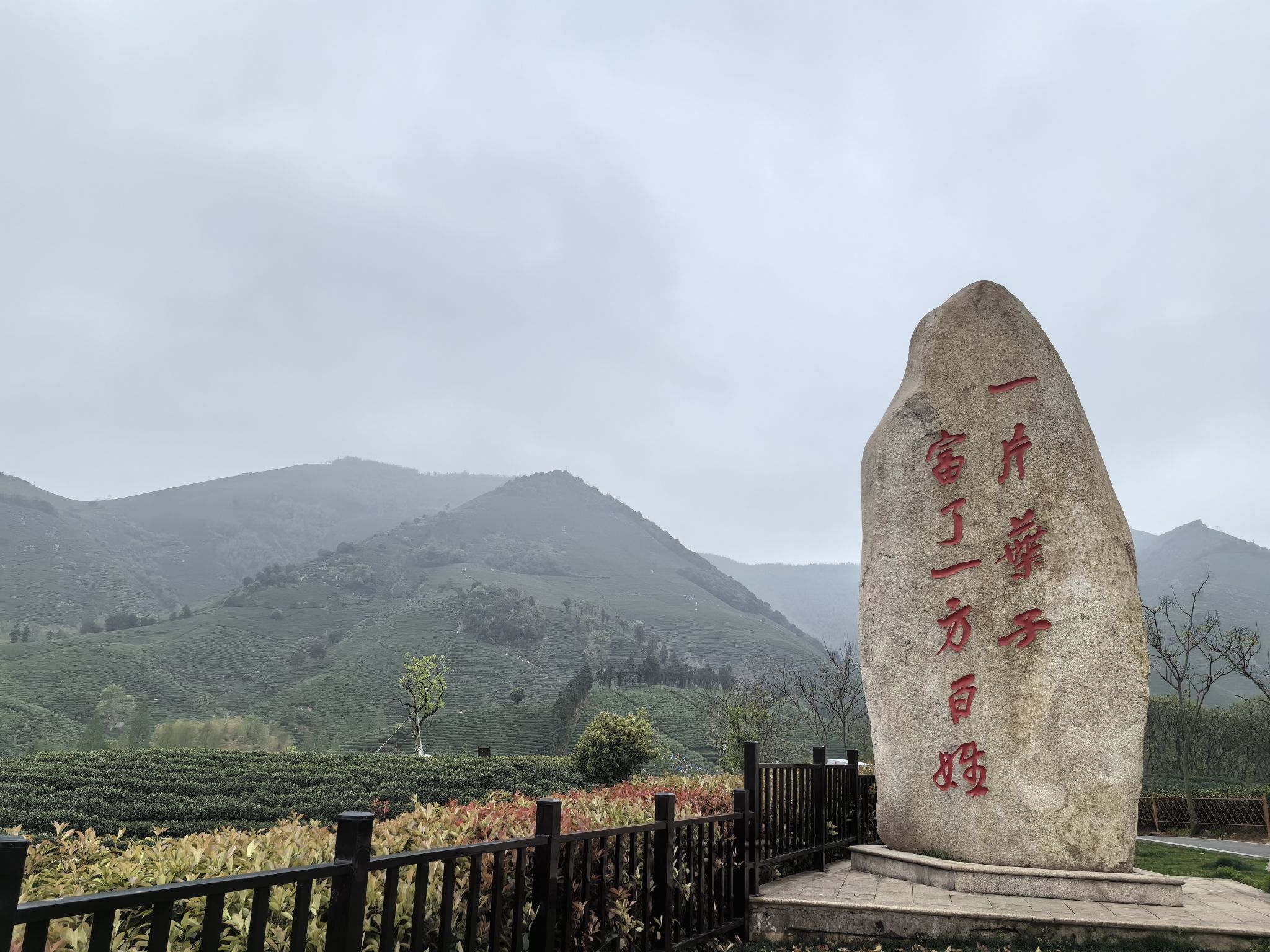白茶原·安吉白茶观景平台旅行图片