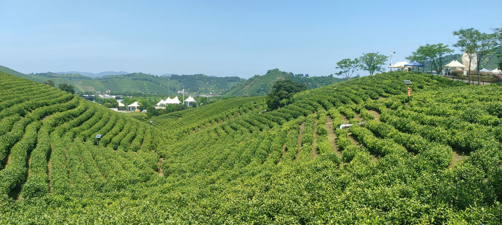 白茶原·安吉白茶观景平台旅行图片