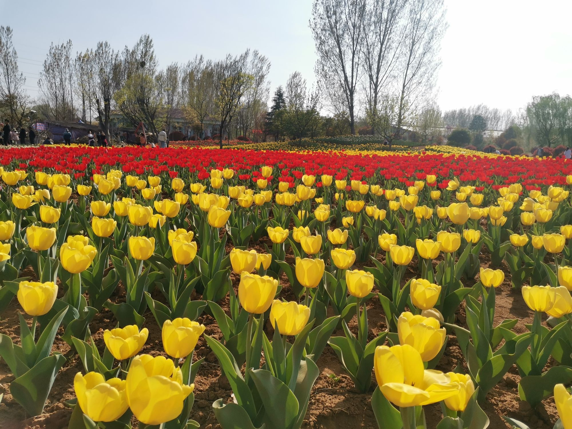 莲花山生态园