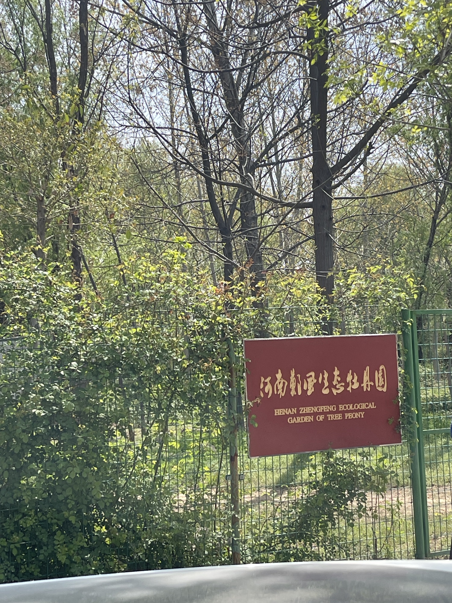 河南郑风生态牡丹园芍药园